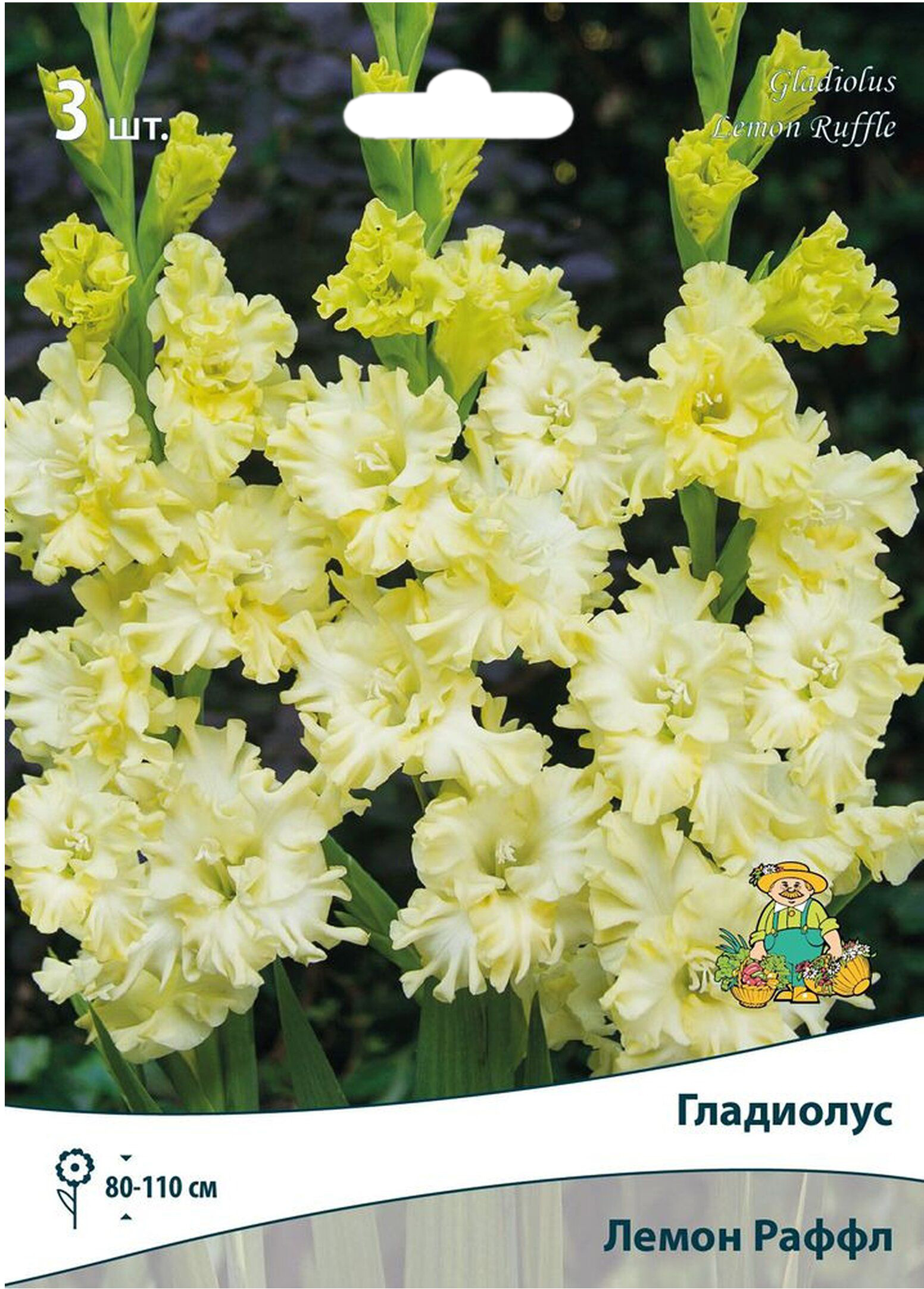 Изображение товара Луковицы гладиолус ПОИСК Лемон Раффл 3 шт