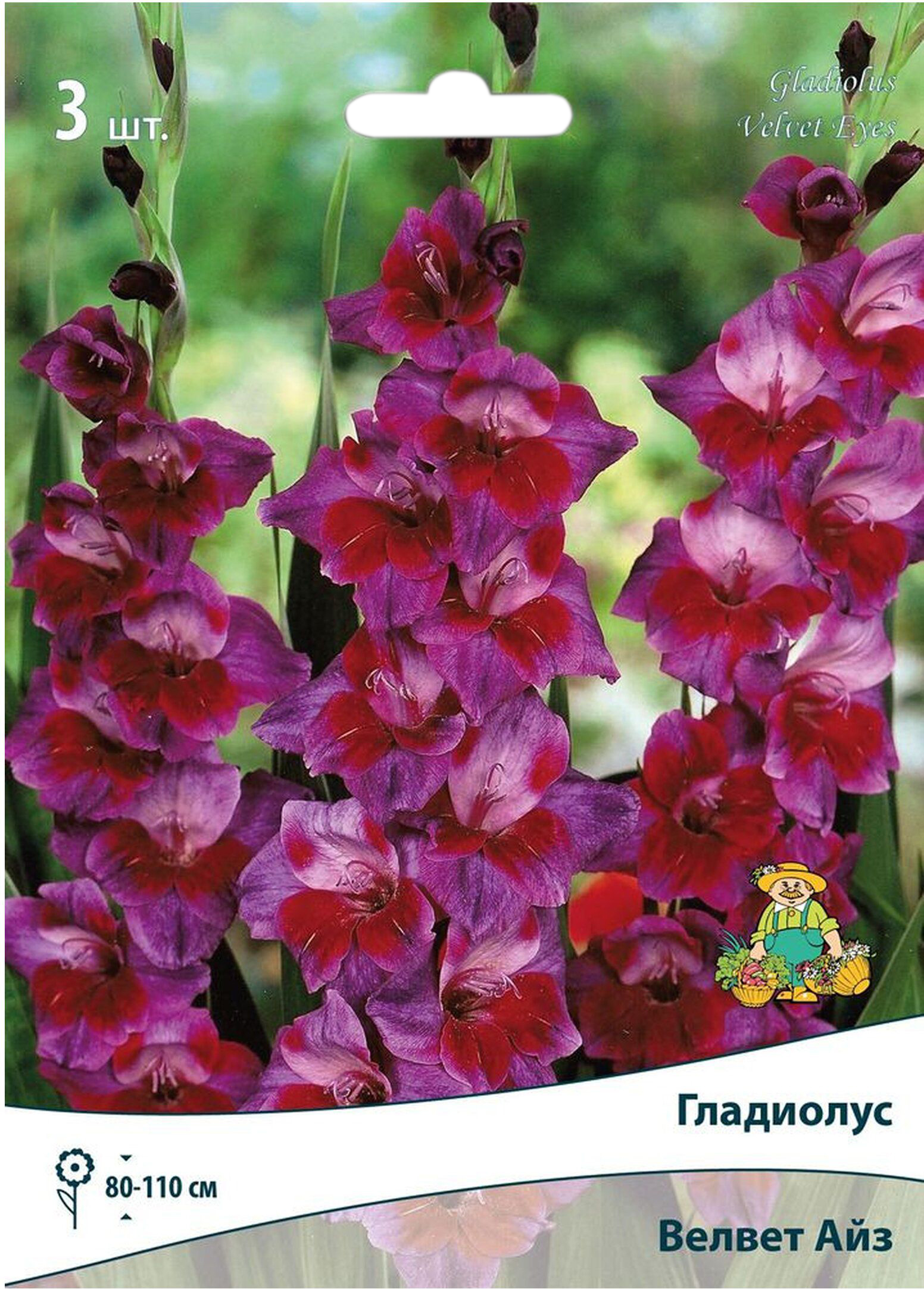 Изображение товара Луковицы Гладиолуса ПОИСК Велвет Айз 3 шт