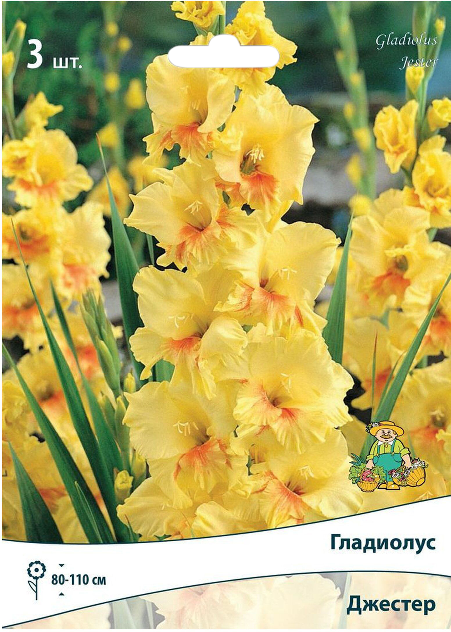 Изображение товара Луковицы Гладиолуса ПОИСК Джестер 3 шт