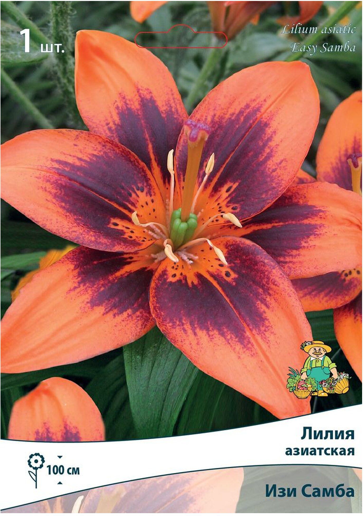 Изображение товара Луковица Лилии ПОИСК Изи Самба