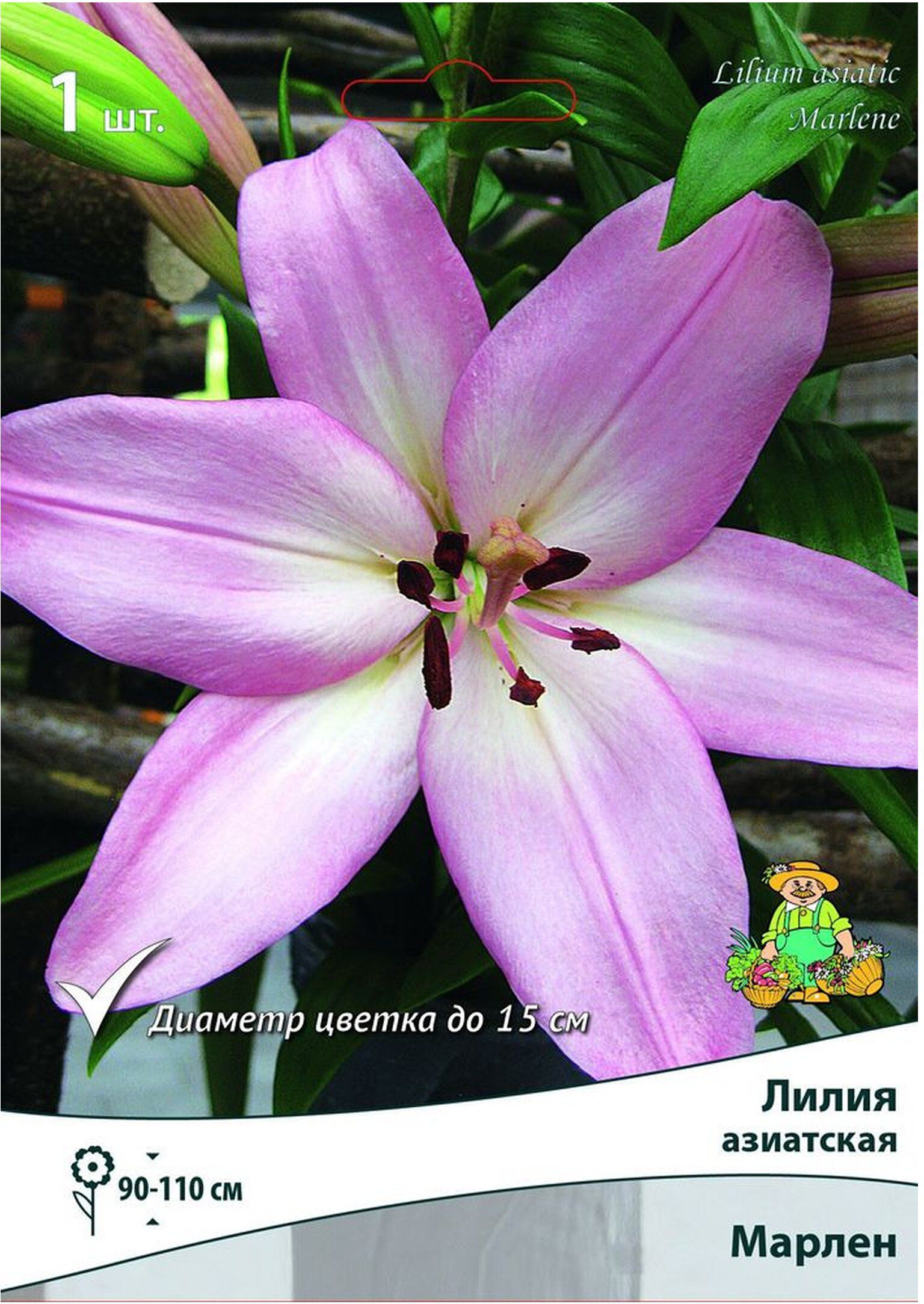 Изображение товара Луковица лилии ПОИСК Марлен 15 см розовая многолетняя для клумб и срезки