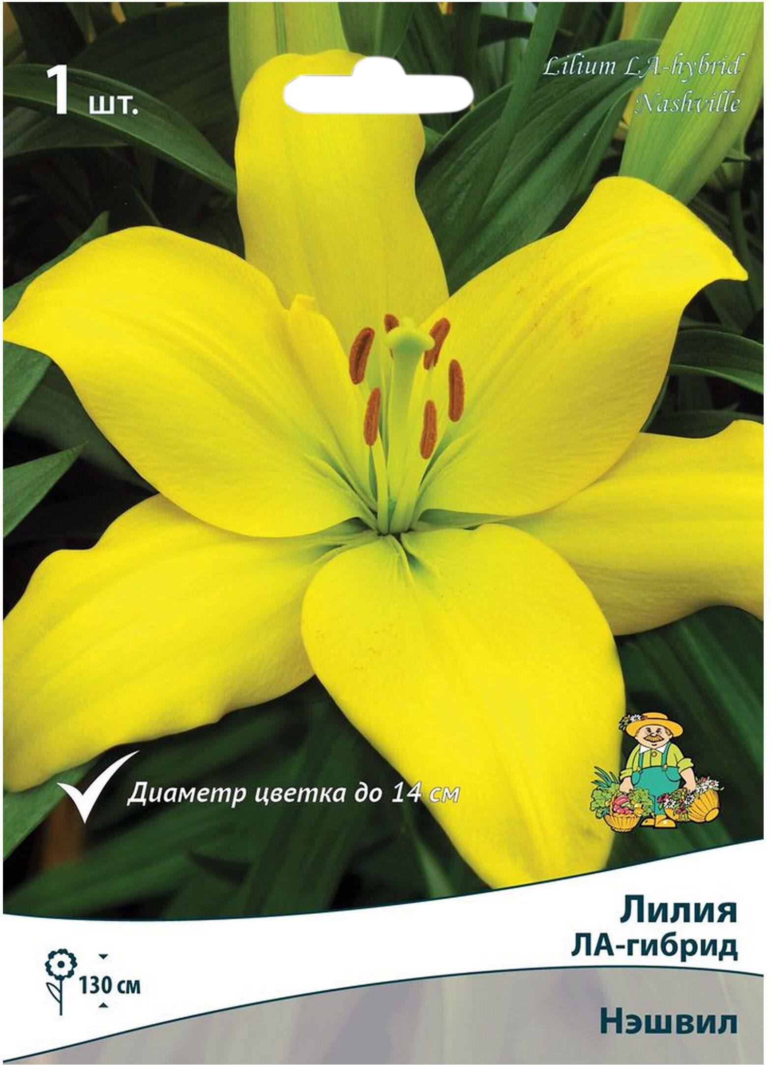 Изображение товара Луковицы лилии ПОИСК Нэшвилл 1 шт