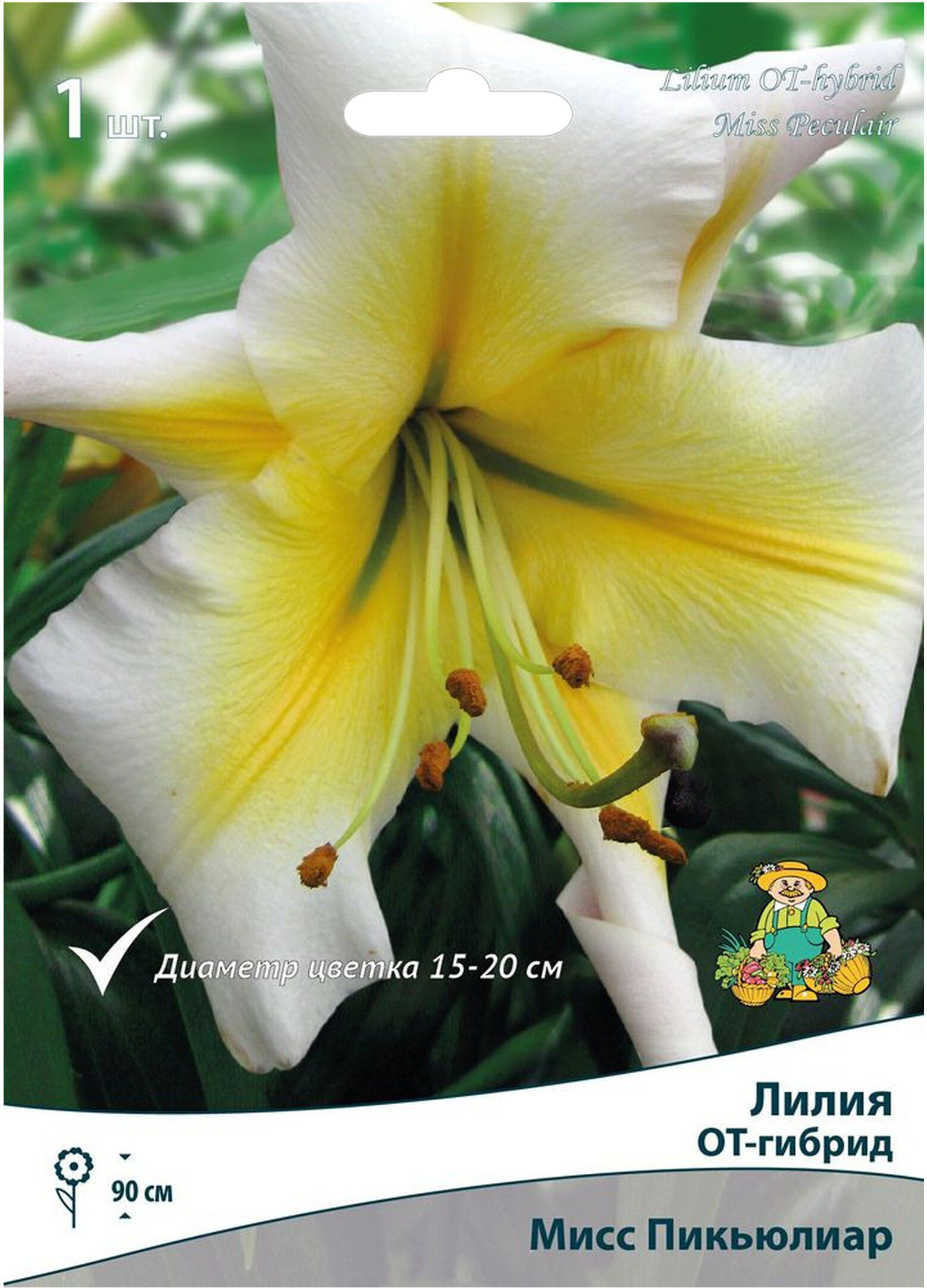 Изображение товара Луковицы лилии ПОИСК Мисс Пикьюлиар 1 шт