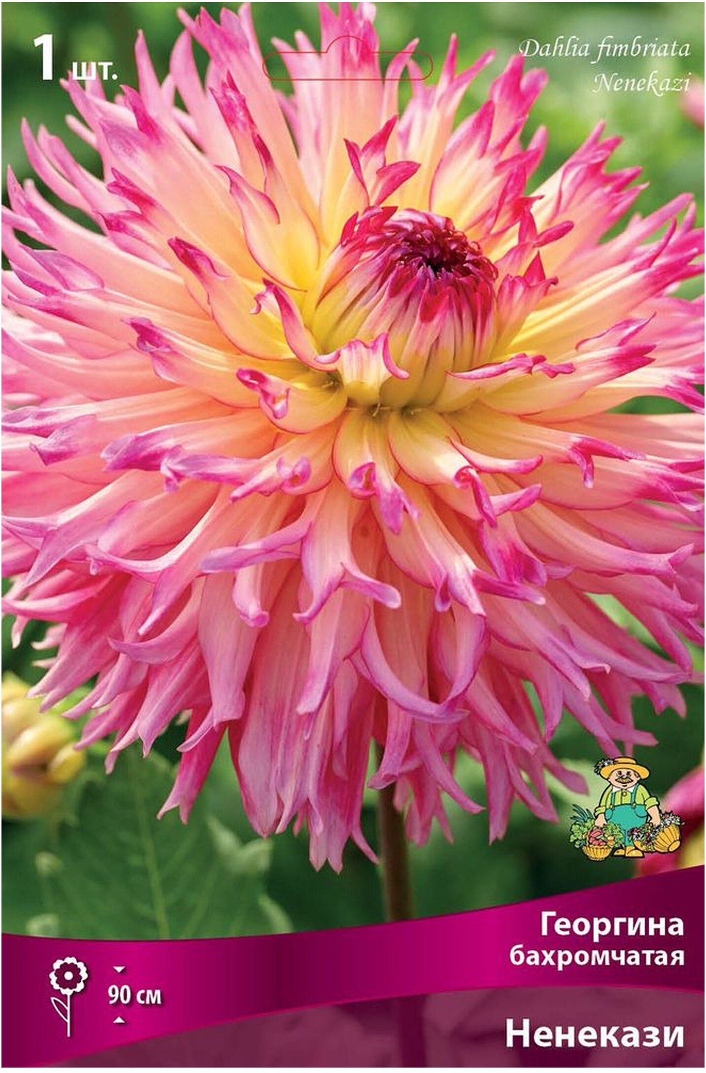 Изображение товара Клубень георгины Ненекази ПОИСК яркие крупные цветы 17 см