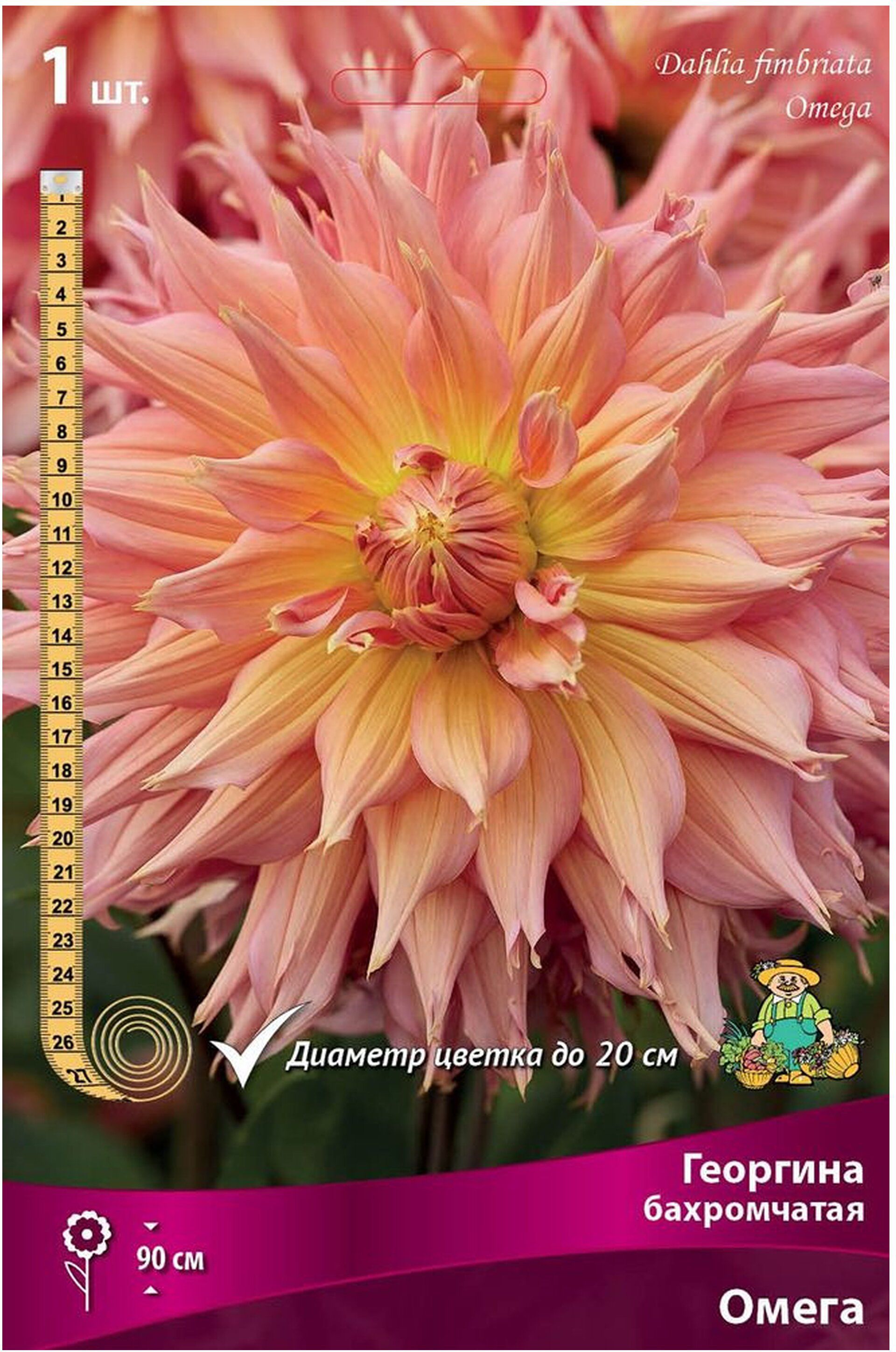 Изображение товара Клубень георгини Омега 20 см крупные цветы многолетнее растение