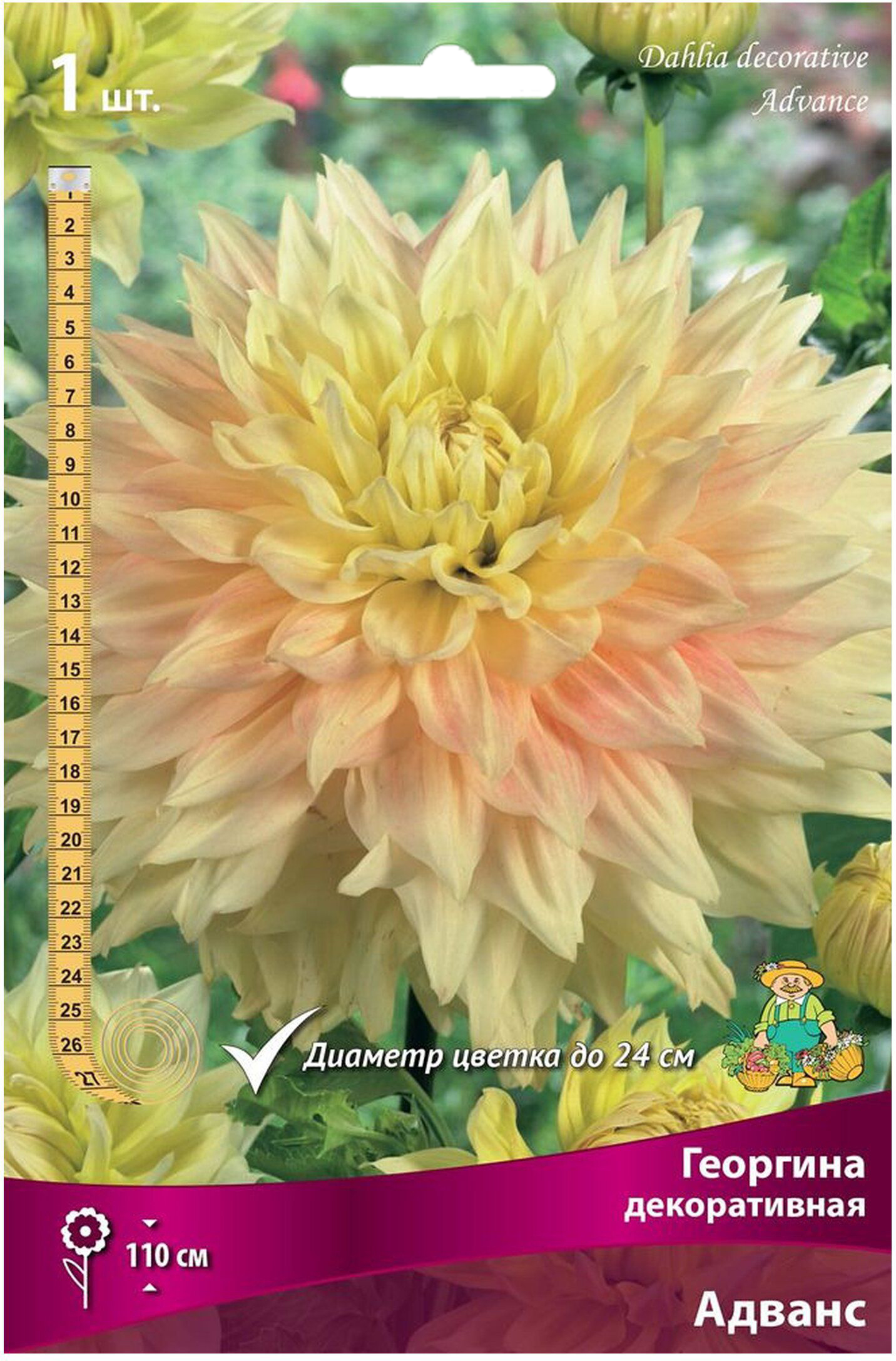 Изображение товара Клубень Георгины ПОИСК Адванс