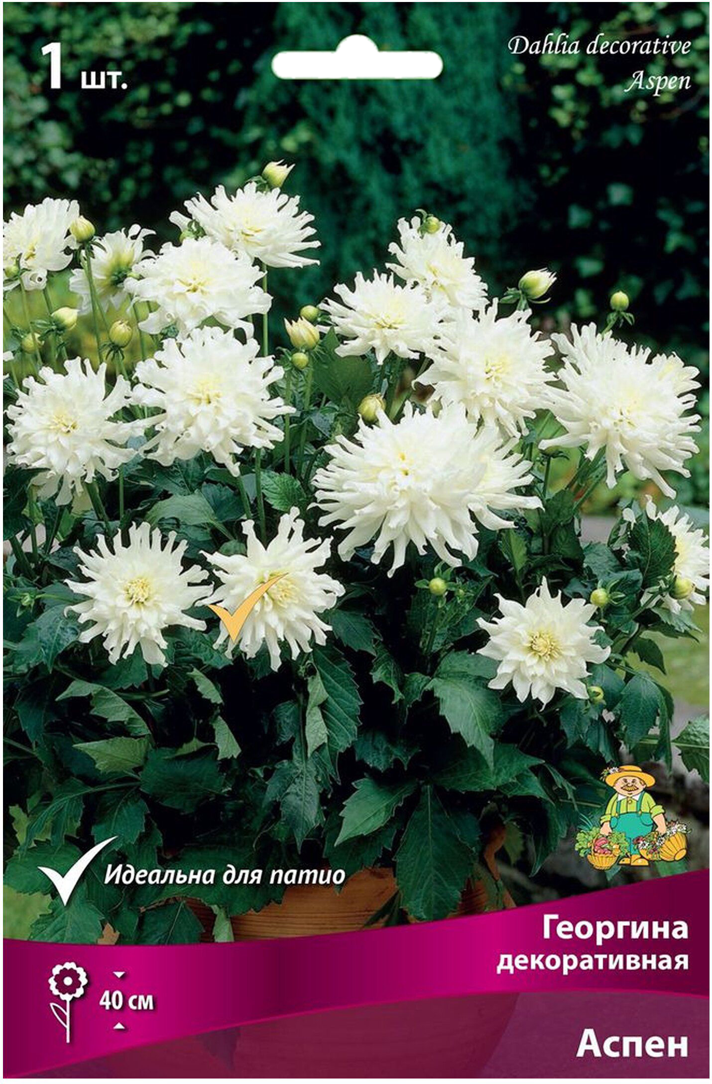 Изображение товара Клубень Георгины ПОИСК Аспен