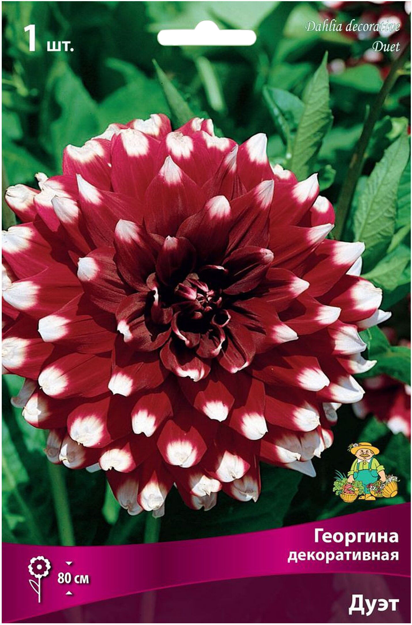 Изображение товара Клубень Георгины Дуэт от бренда ПОИСК