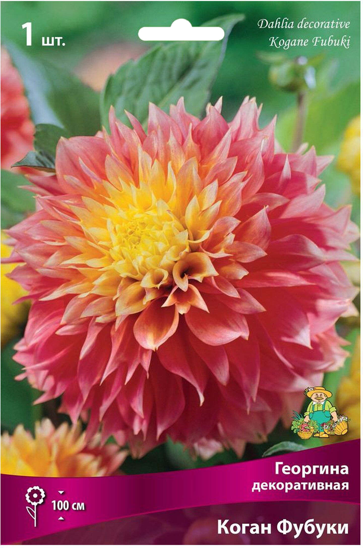 Изображение товара Клубень Георгины ПОИСК Коган Фубуки