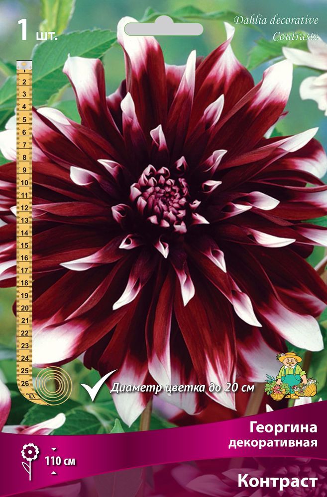 Изображение товара Семена Георгина многолетняя декоративная Контраст 1 шт