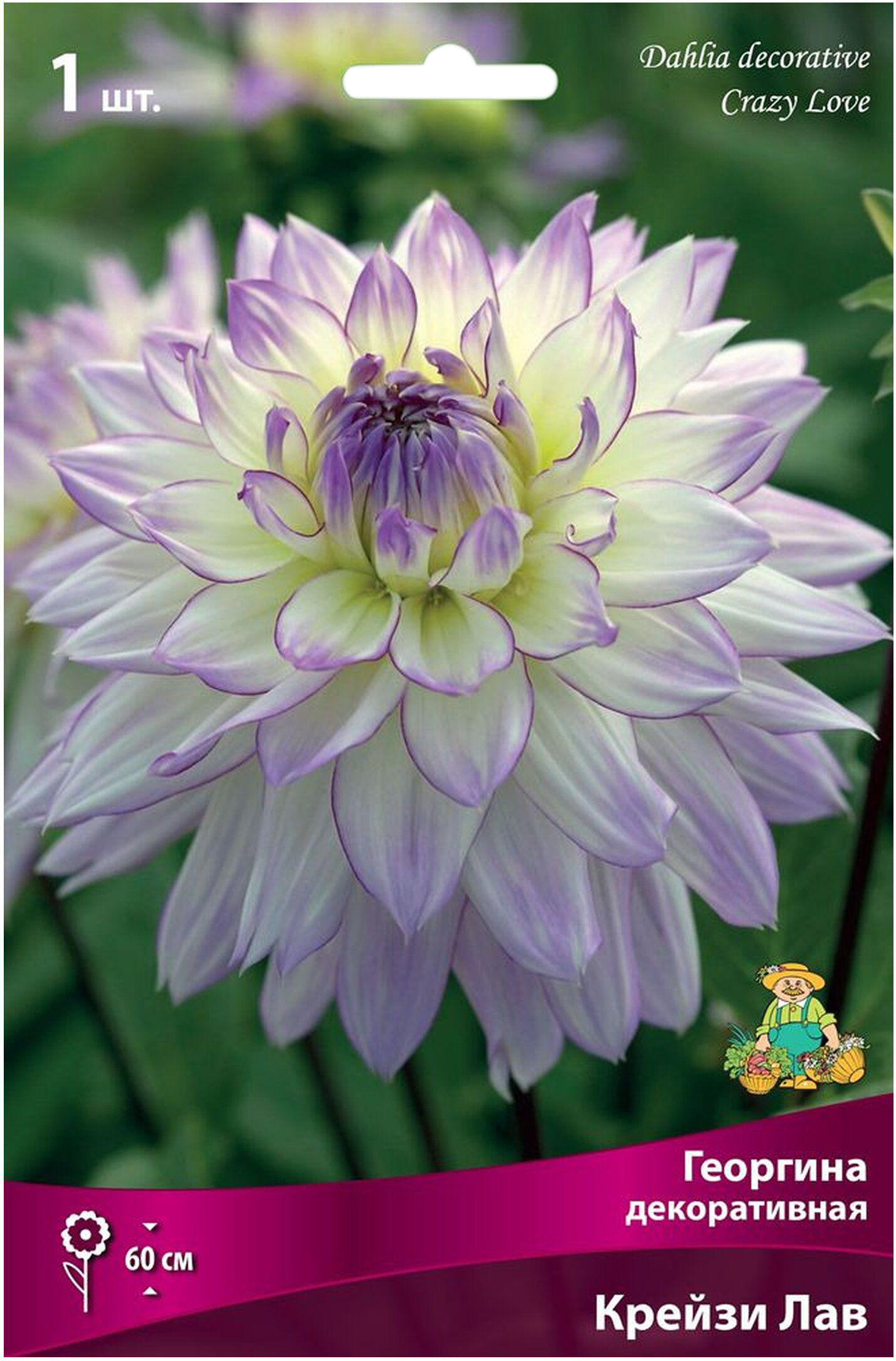 Изображение товара Клубень георгины Крейзи Лав 1 шт