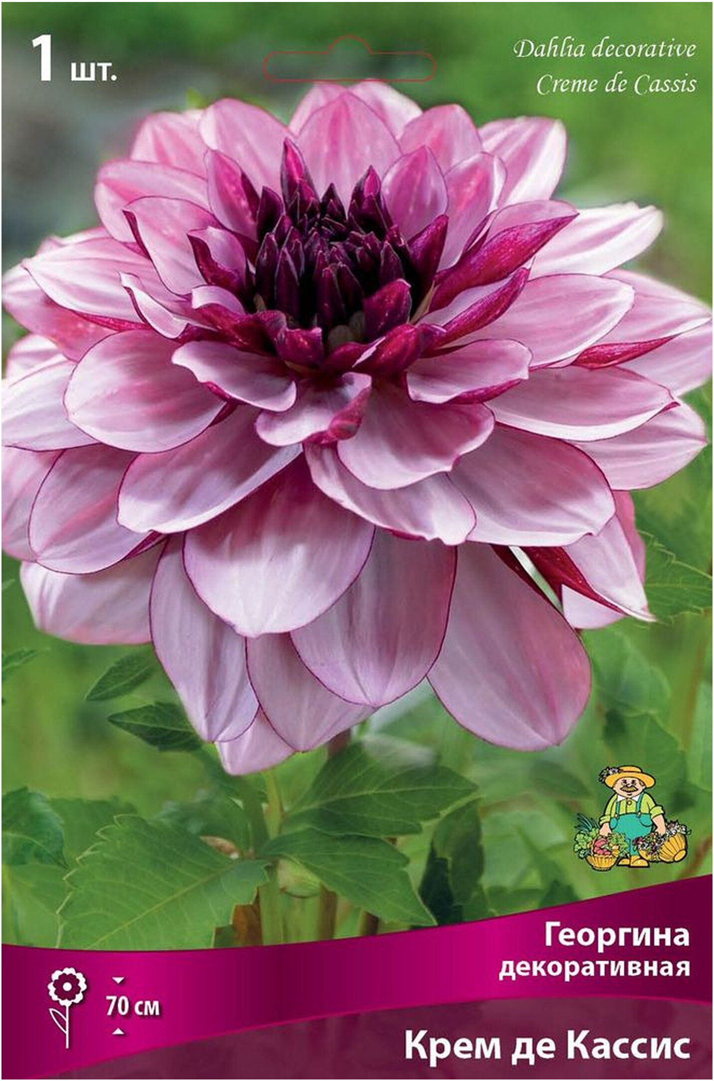 Изображение товара Георгина Крем де Кассис клубень декоративного растения высотой 70 см диаметр цветка 12 см