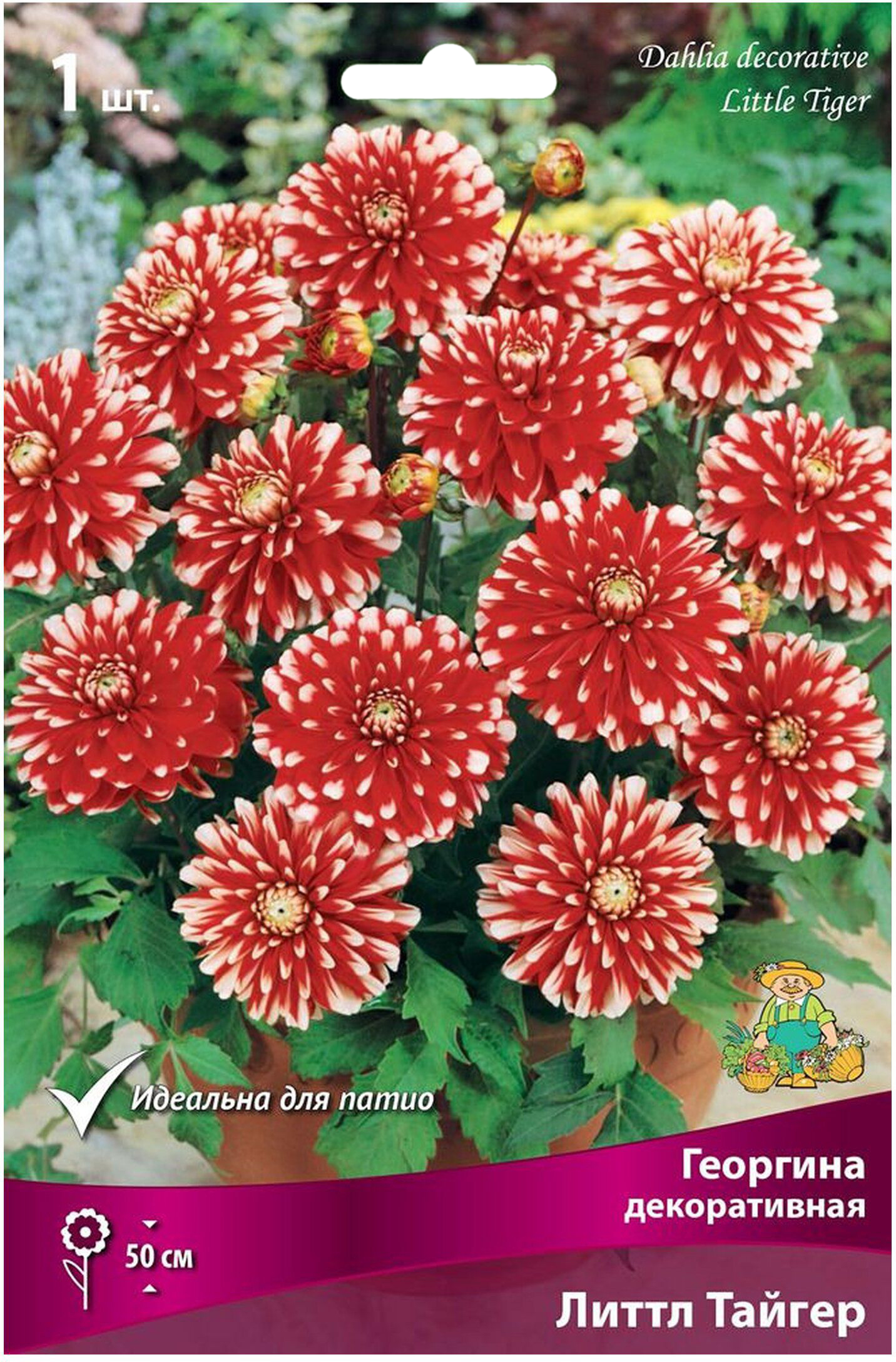 Изображение товара Клубень георгины ПОИСК Литтл Тайгер 1 шт