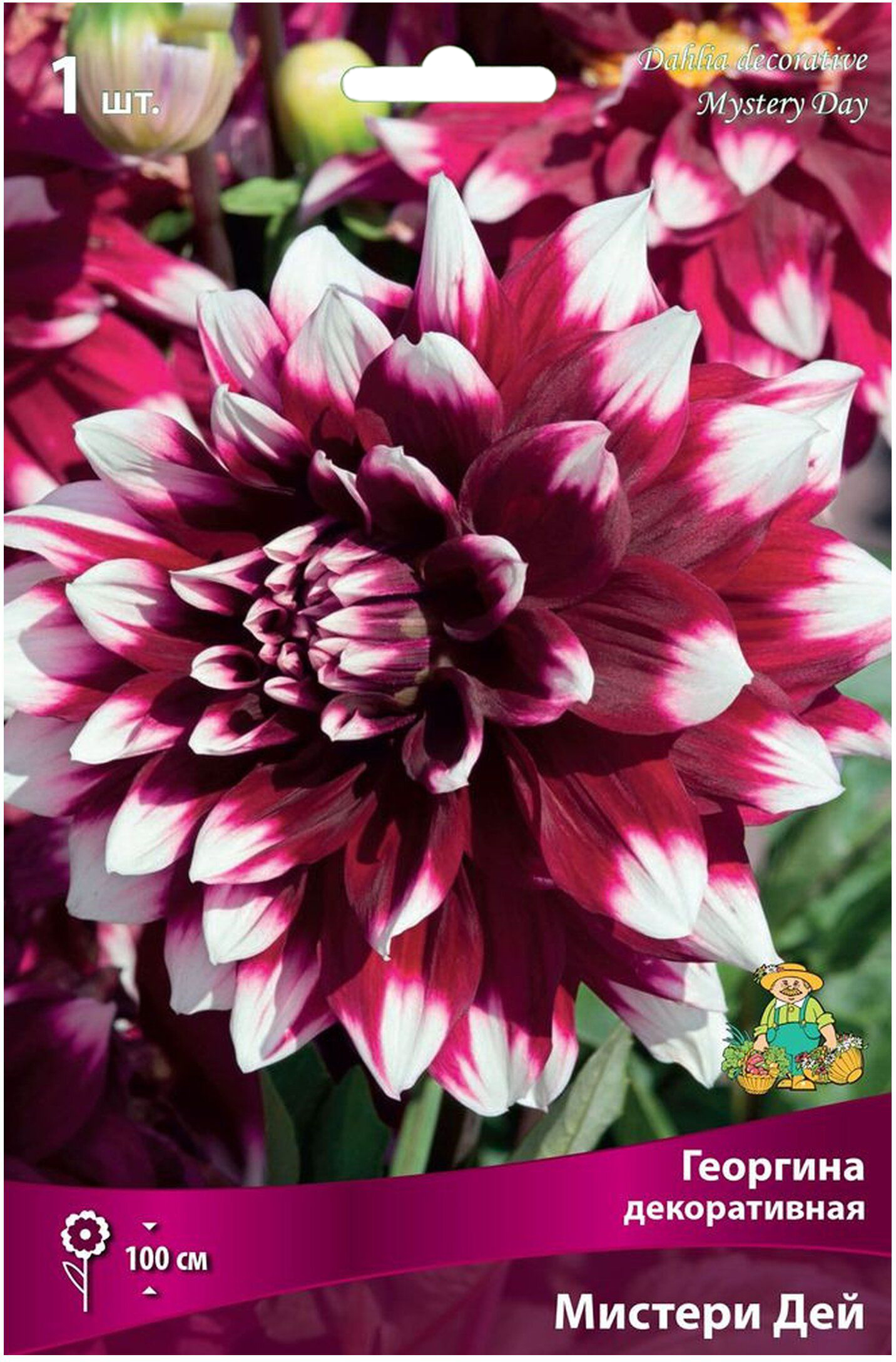 Изображение товара Клубень Георгины декоративной ПОИСК Мистери Дей