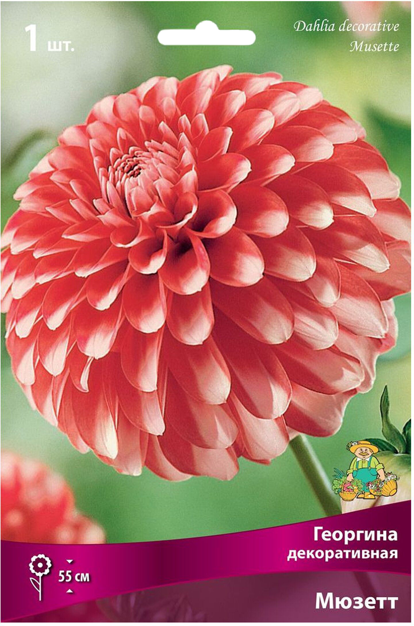 Изображение товара Клубни георгины декоративной ПОИСК Мюзетт 1 шт — яркое многолетнее растение для сада