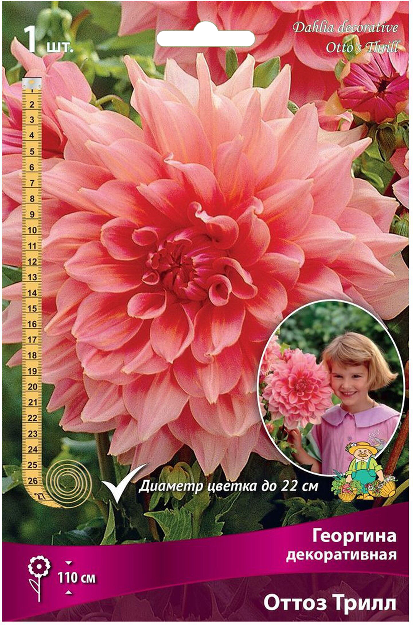 Изображение товара Декоративные семена георгины Оттоз Трилл 1 шт засухоустойчивые декоративные цветы