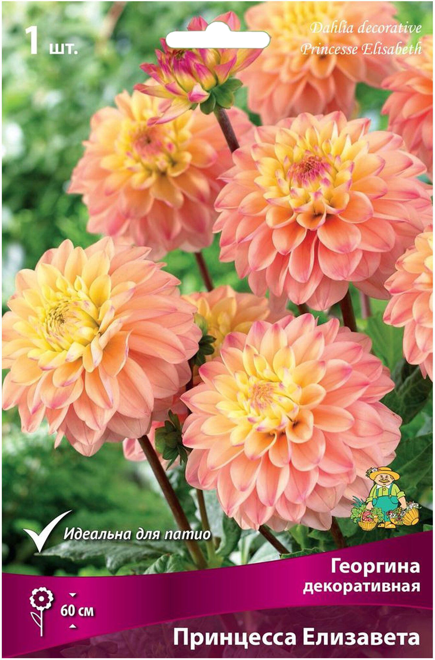 Изображение товара Декоративные клубни георгинов Принцесса Елизавета ПОИСК для сада 60 см высоты