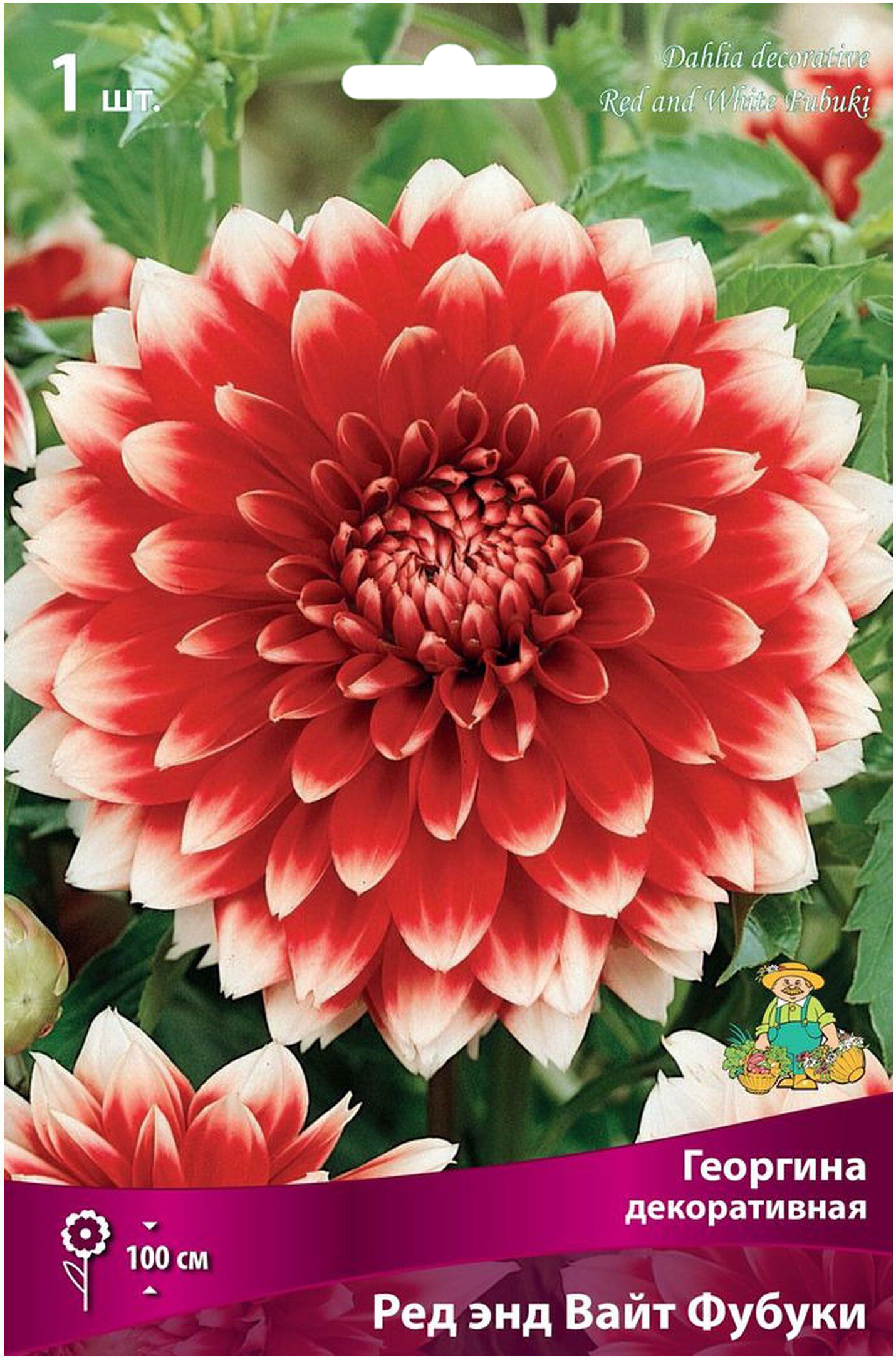 Изображение товара Клубень Георгины декоративной ПОИСК Ред энд Вайт Фубуки
