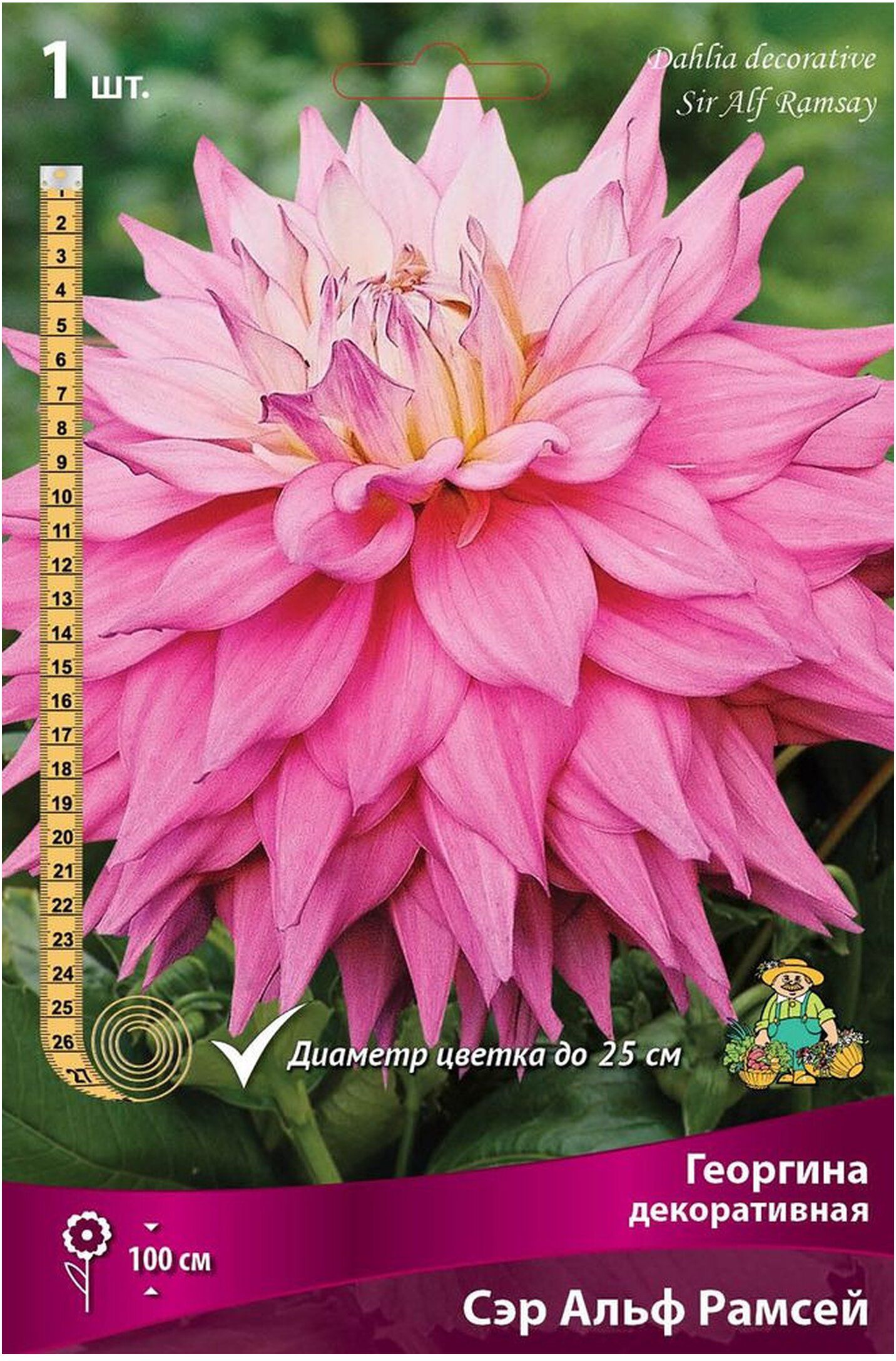 Изображение товара Клубни георгины декоративной ПОИСК Сэр Альф Рамсей 1 шт для сада и клумб