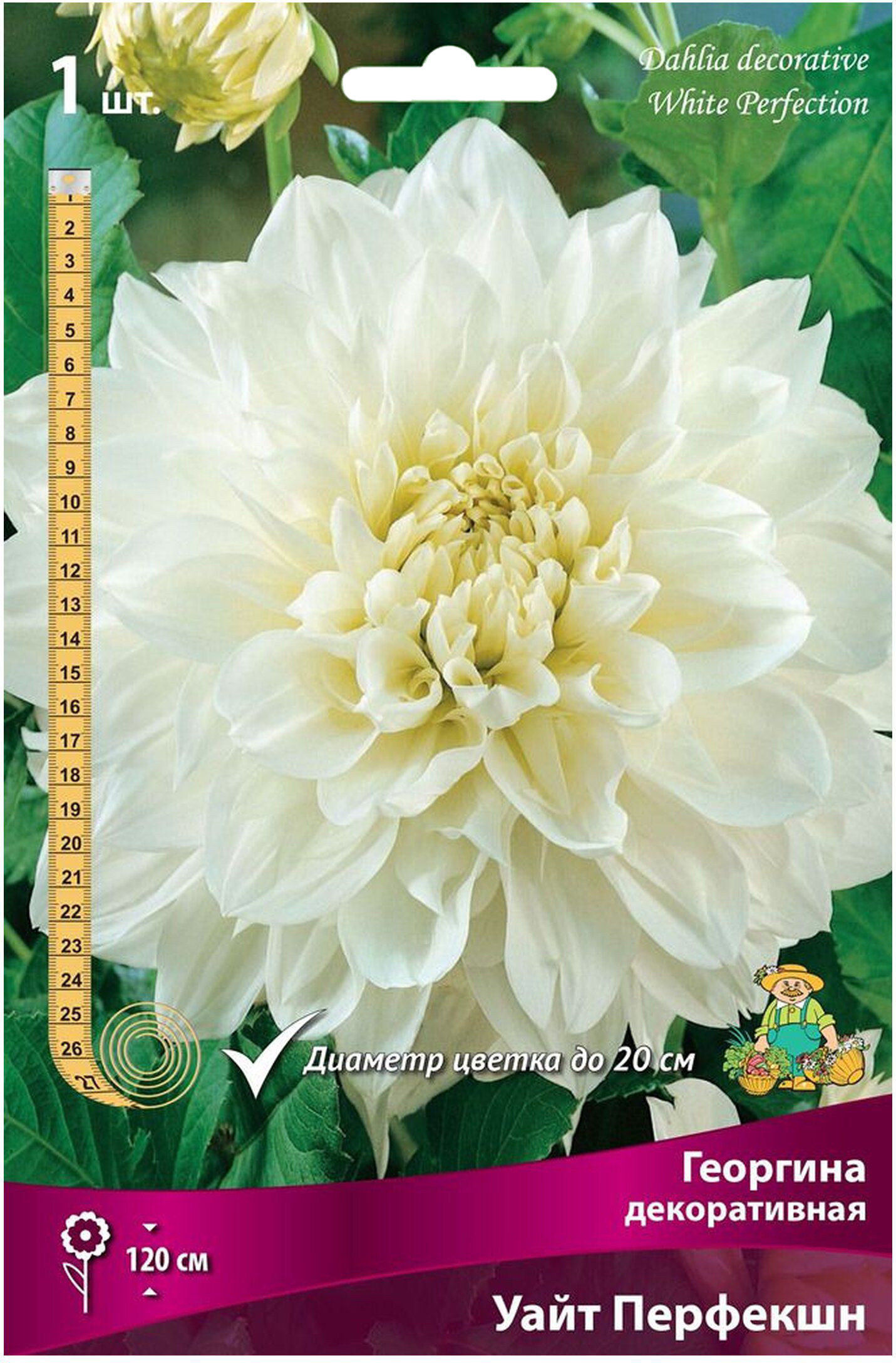 Изображение товара Клубень Георгины декоративной ПОИСК Уайт Перфекшн белый 20 см цветки многолетние садовые