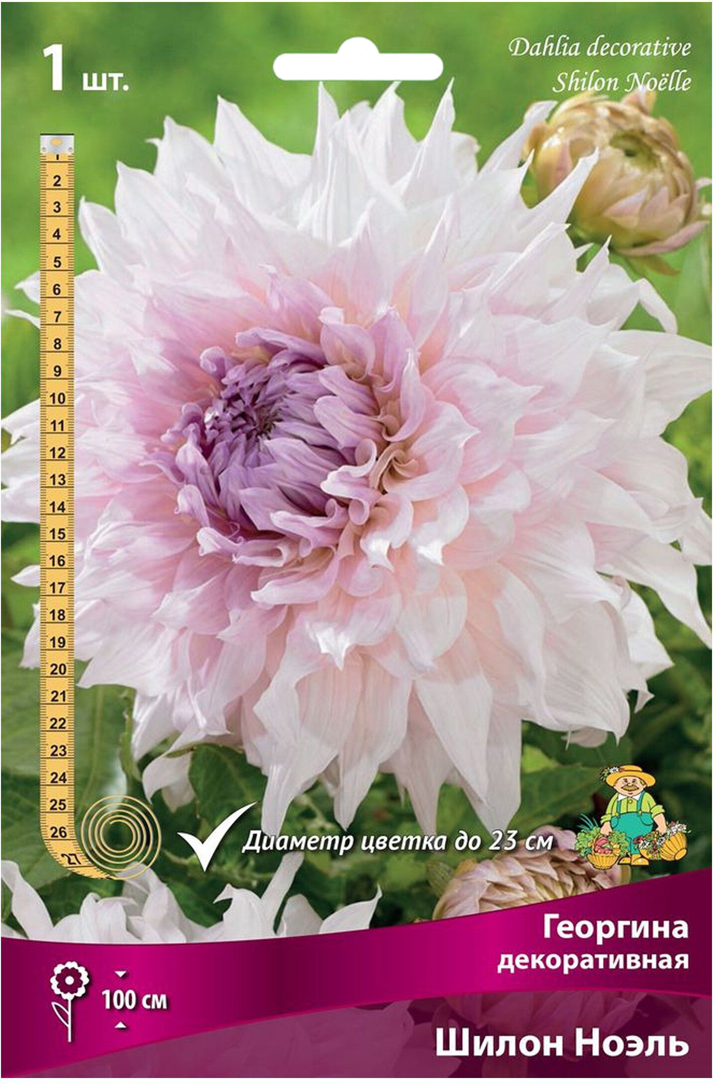 Изображение товара Семена георгины декоративной Шилон Ноэль 1 шт для сада