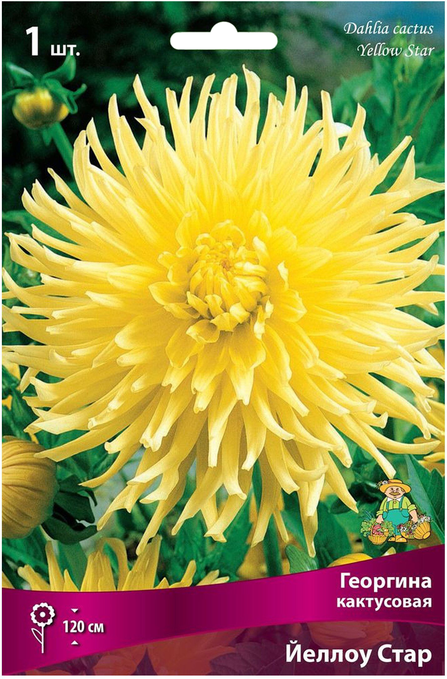 Изображение товара Клубень Георгины кактусовой ПОИСК Йеллоу Стар - яркие и устойчивые цветы