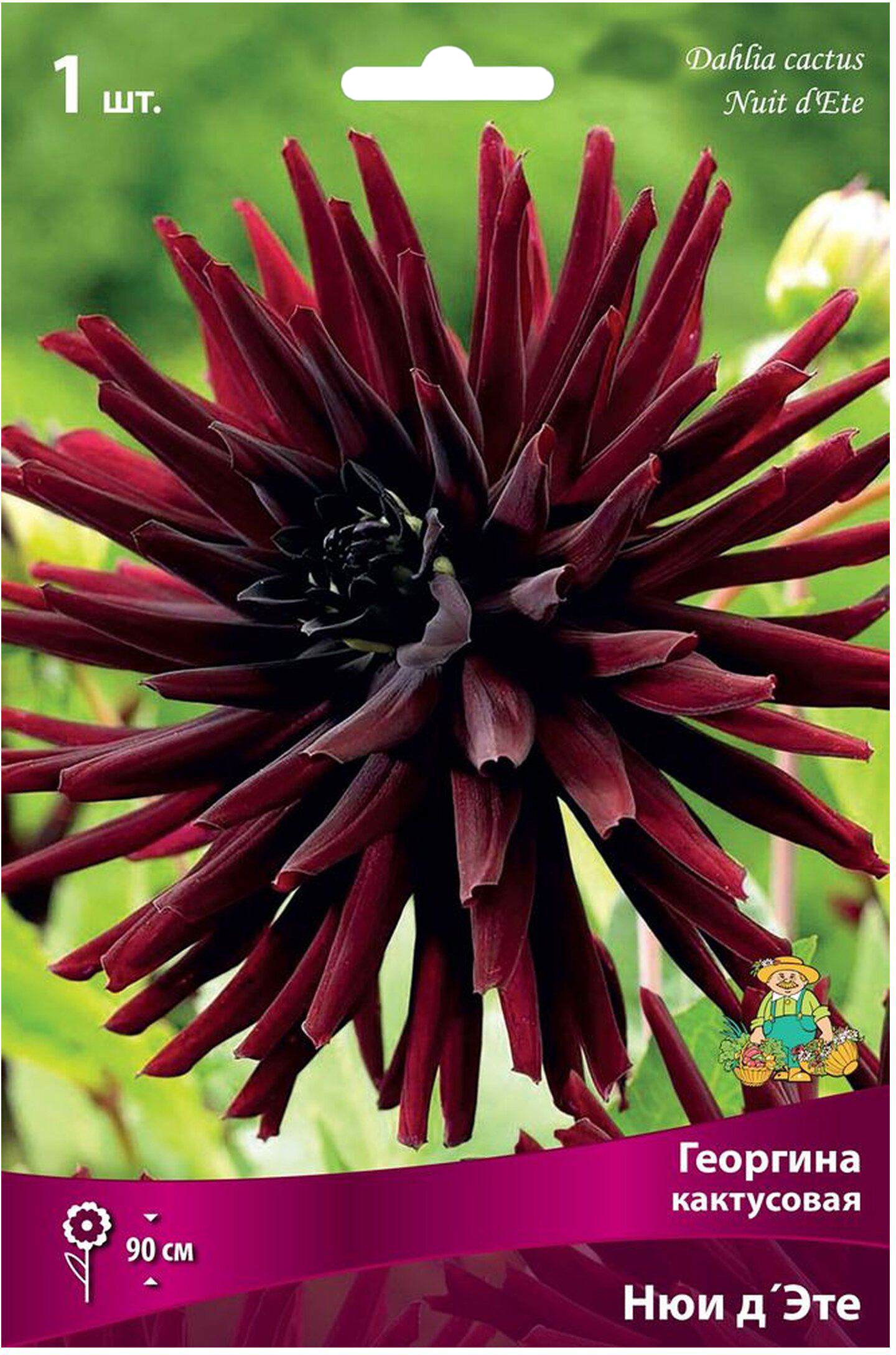 Изображение товара Клубень Георгины кактусовой ПОИСК Нюи д'Эте - яркое и долговечное многолетнее растение для сада