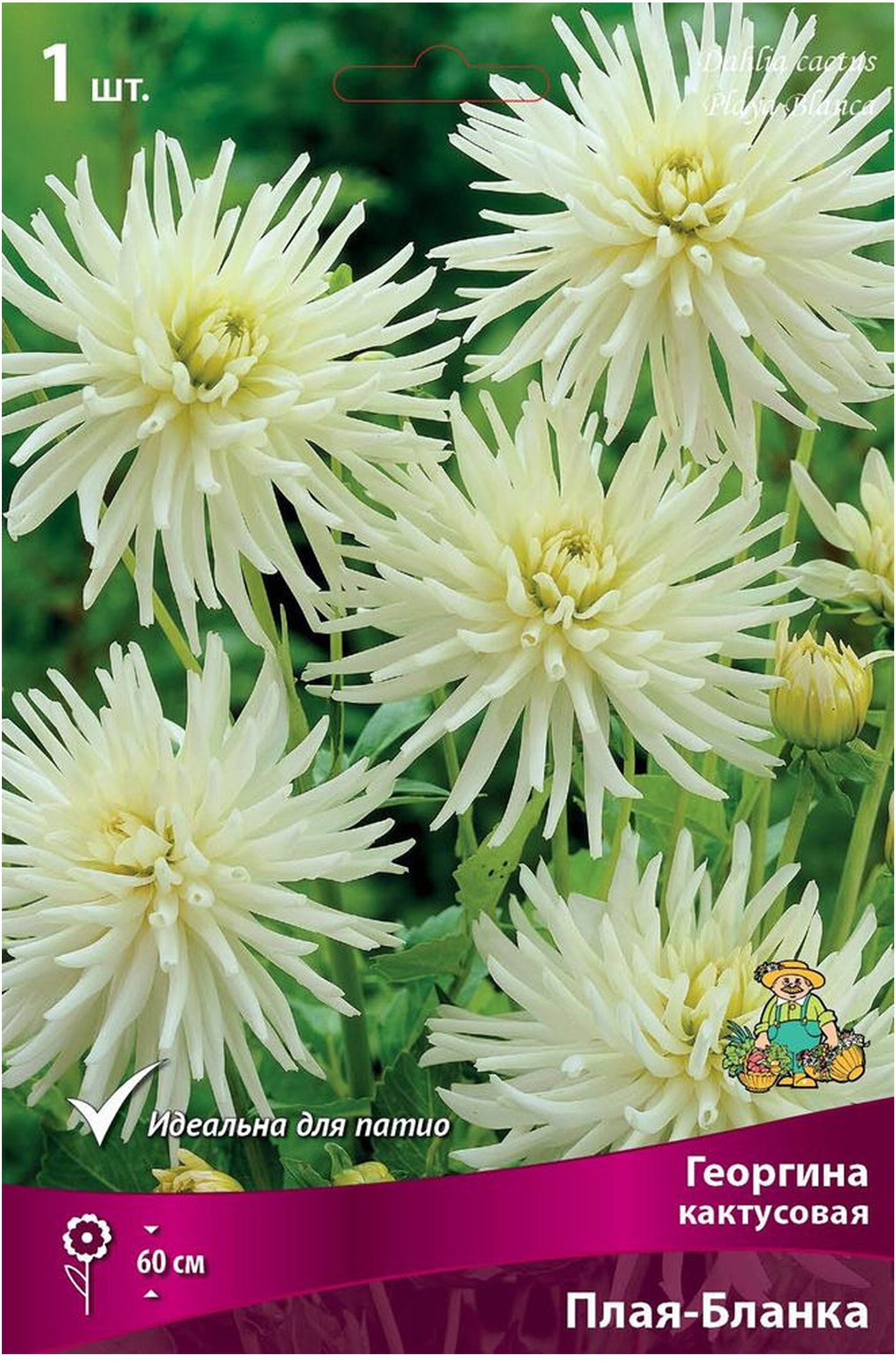 Изображение товара Клубень Георгины кактусовой Плая-Бланка для садов и клумб