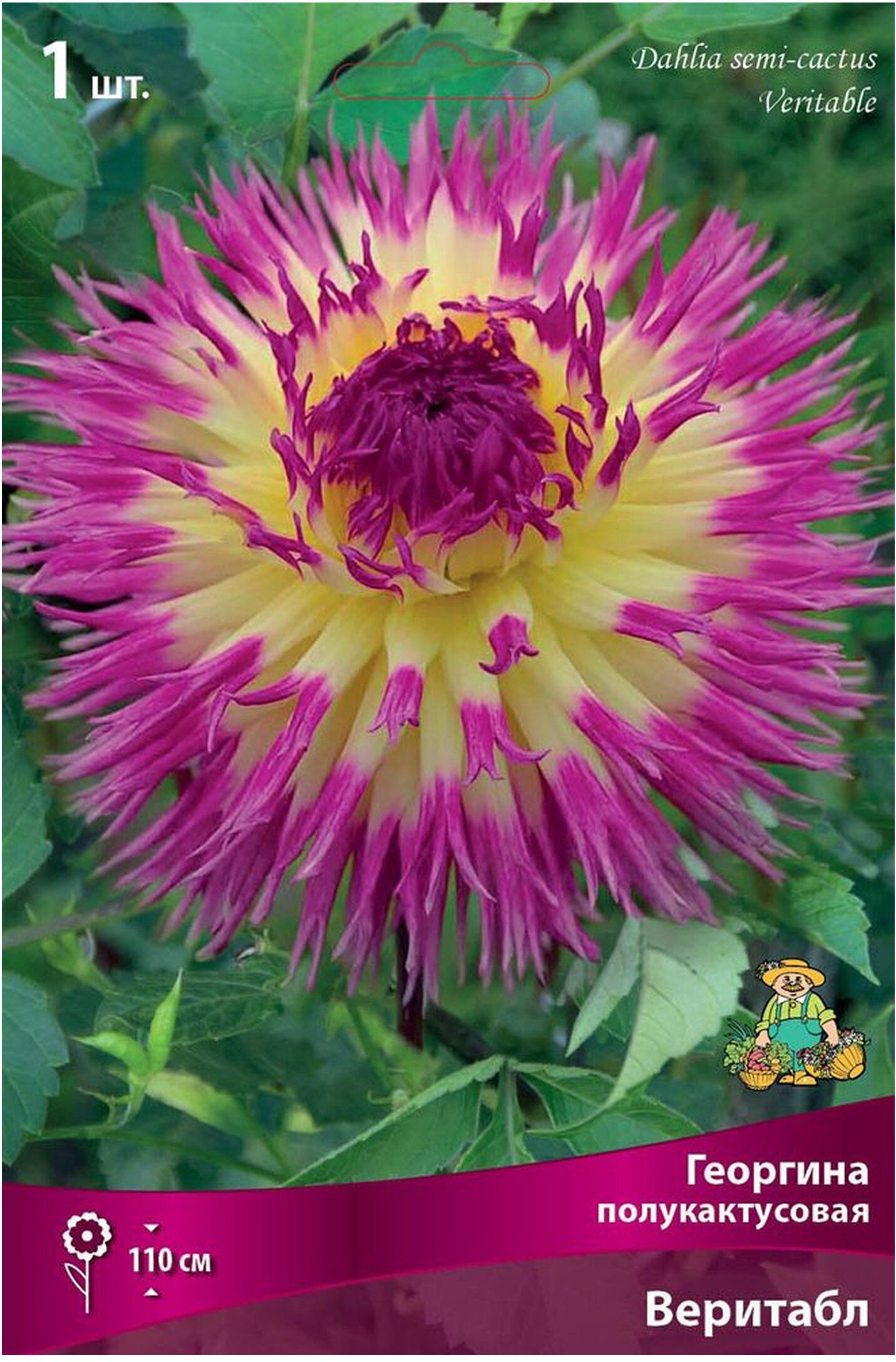 Изображение товара Клубни георгины полукактусовой ПОИСК Веритабл 1 шт