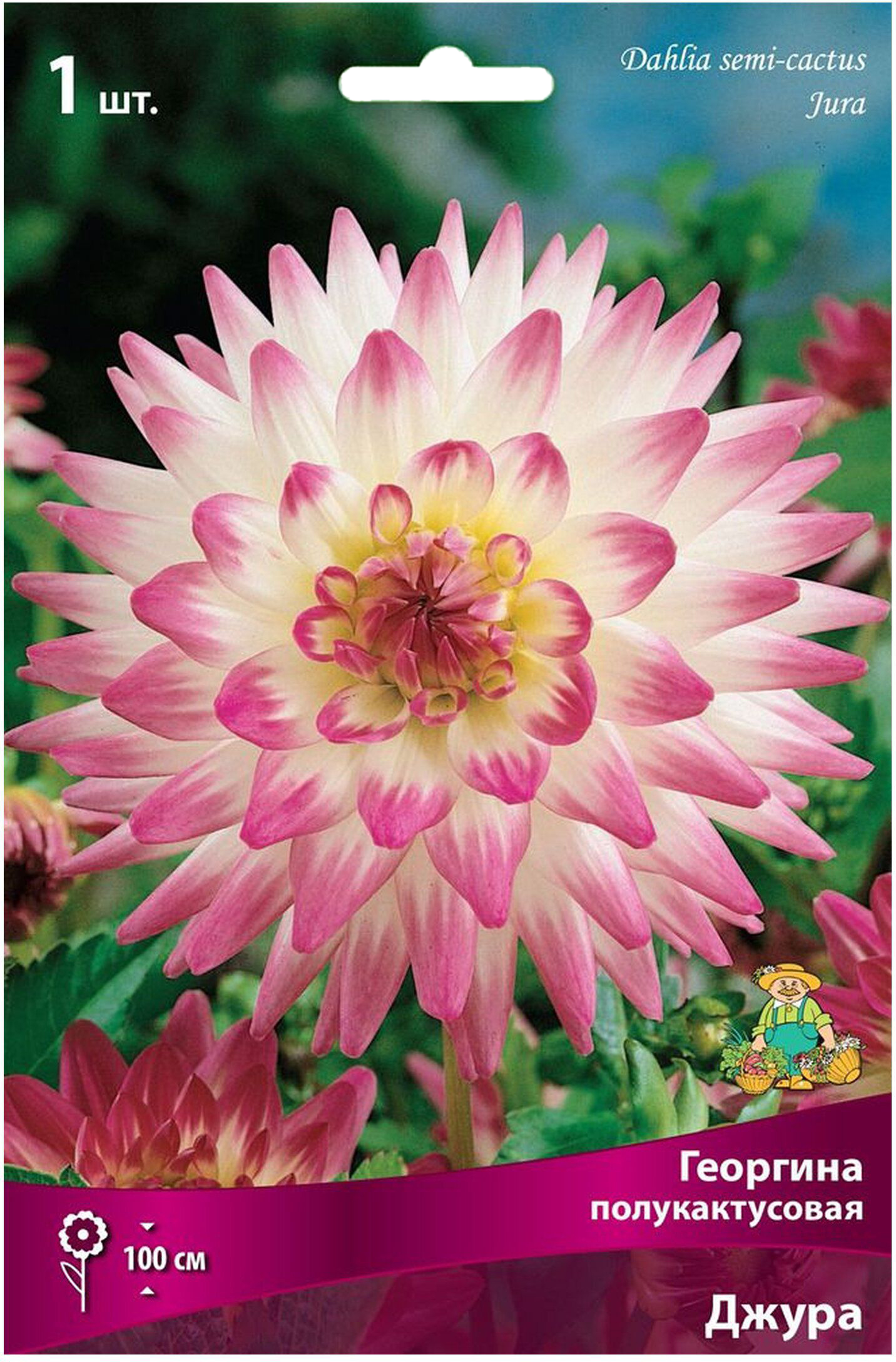 Изображение товара Клубень Георгины полукактусовой ПОИСК Джура, многолетние яркие цветы для сада