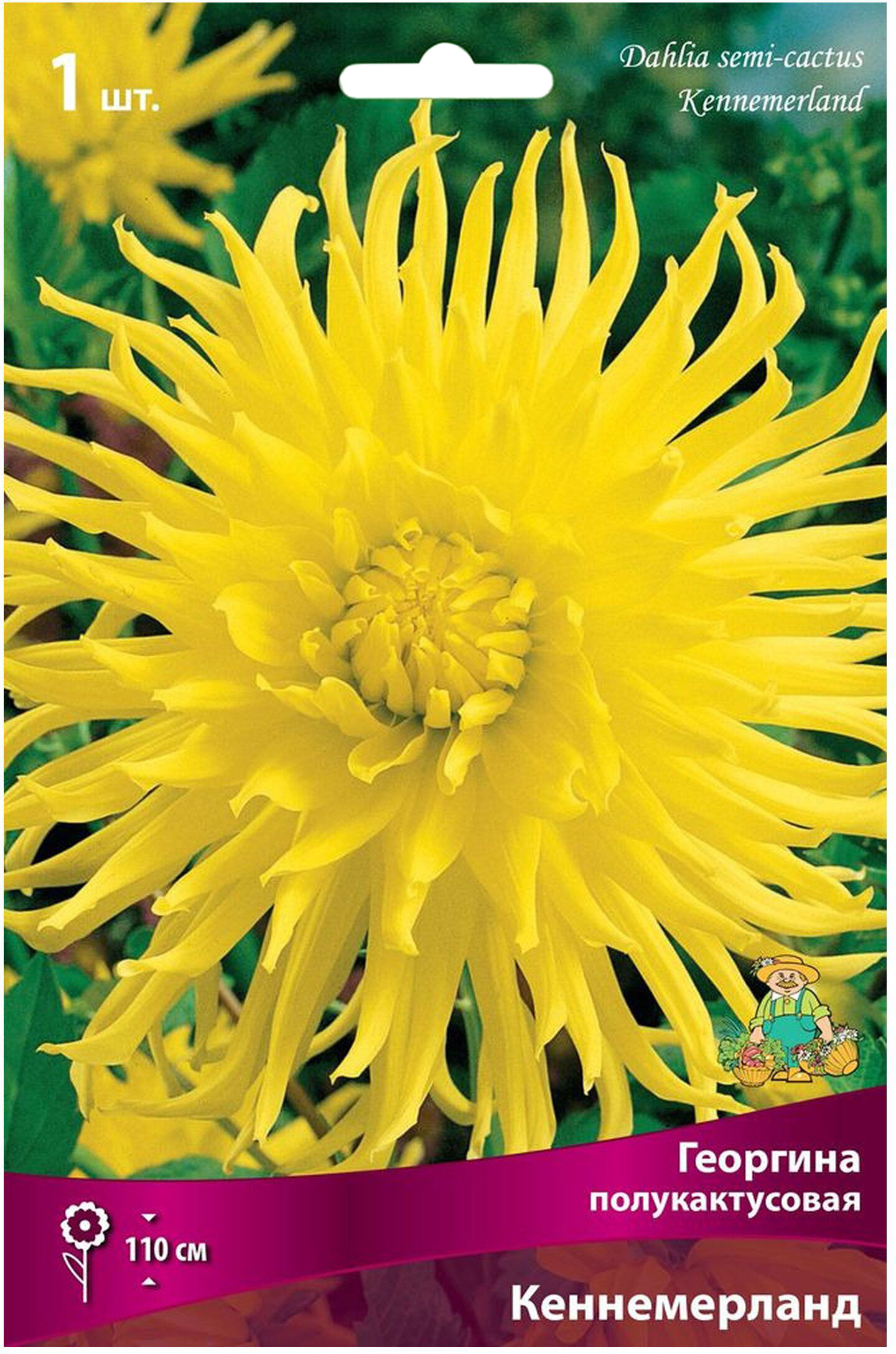 Изображение товара Клубень Георгины полукактусовой ПОИСК Кеннемерланд 11 см желтый, многолетний с засухоустойчивостью