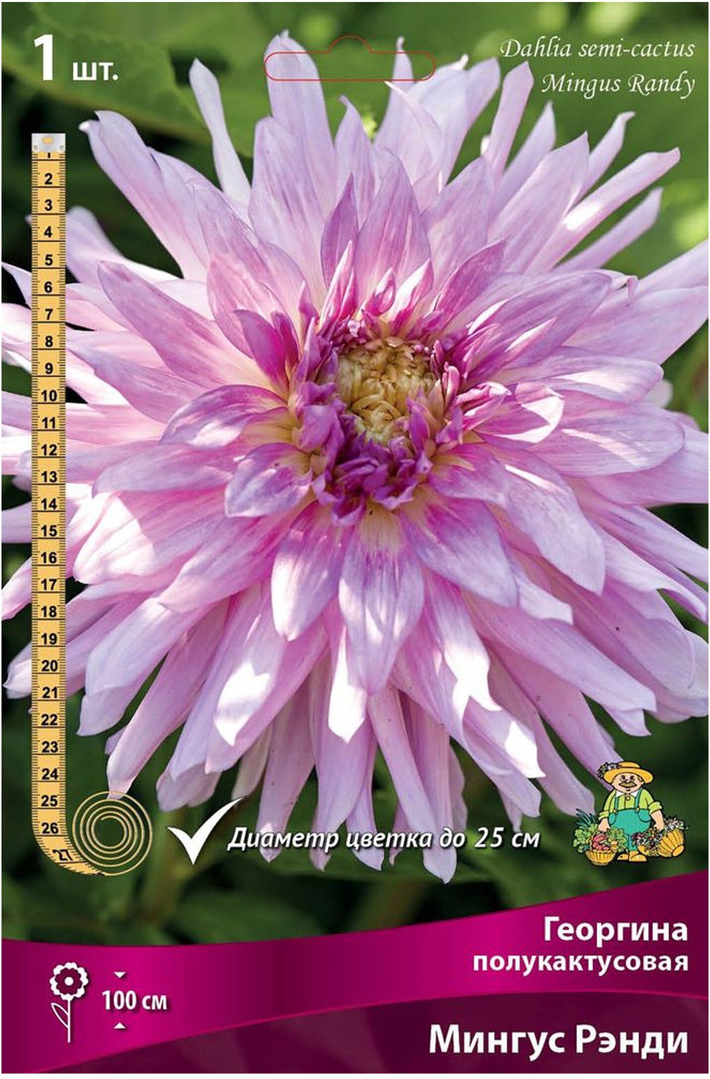 Изображение товара Луковицы георгины полукактусовой Мингус Рэнди 1 шт, засухоустойчивые для цветника