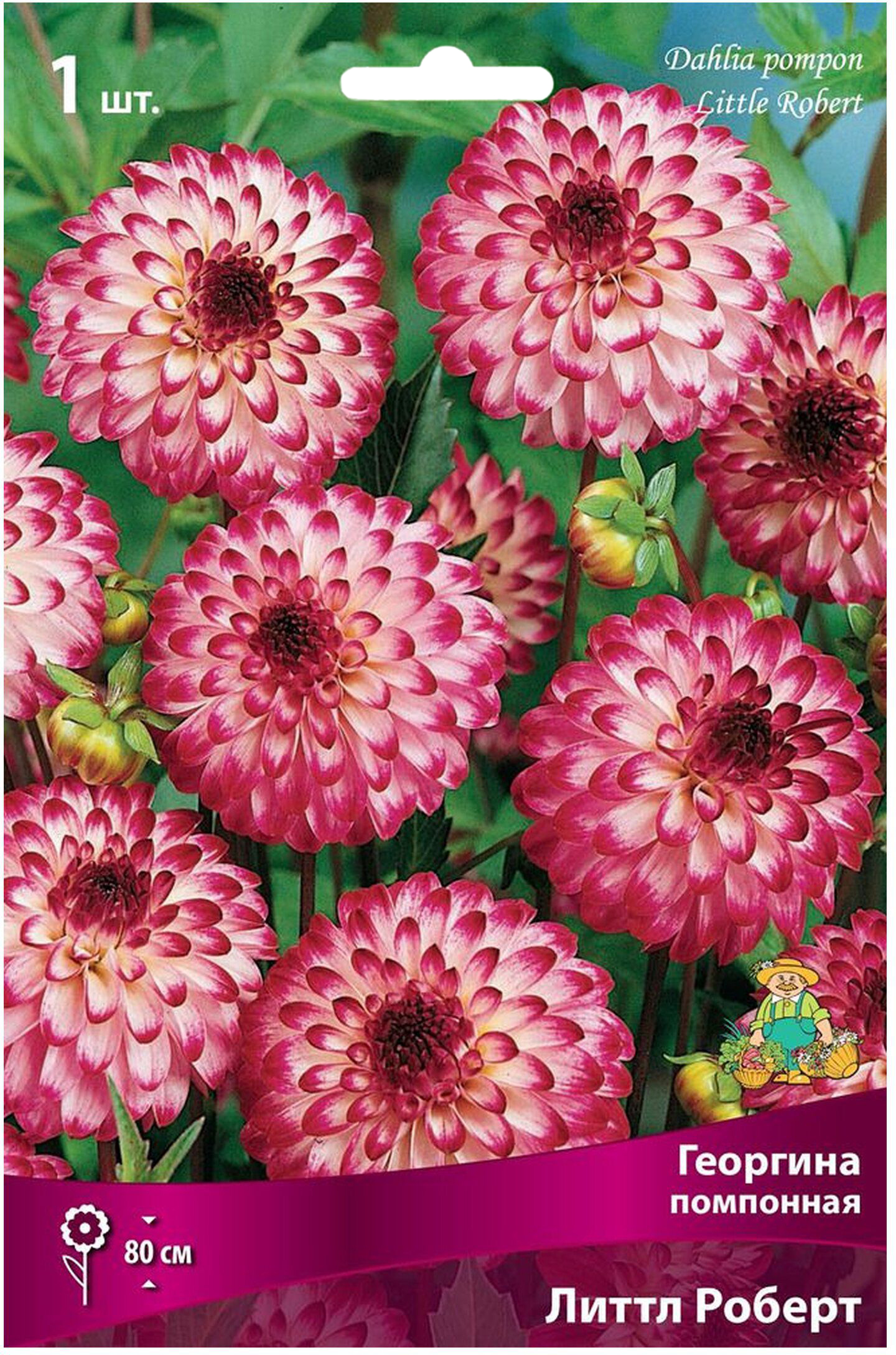 Изображение товара Луковица Георгины помпонной ПОИСК Литтл Роберт 7 см цветки