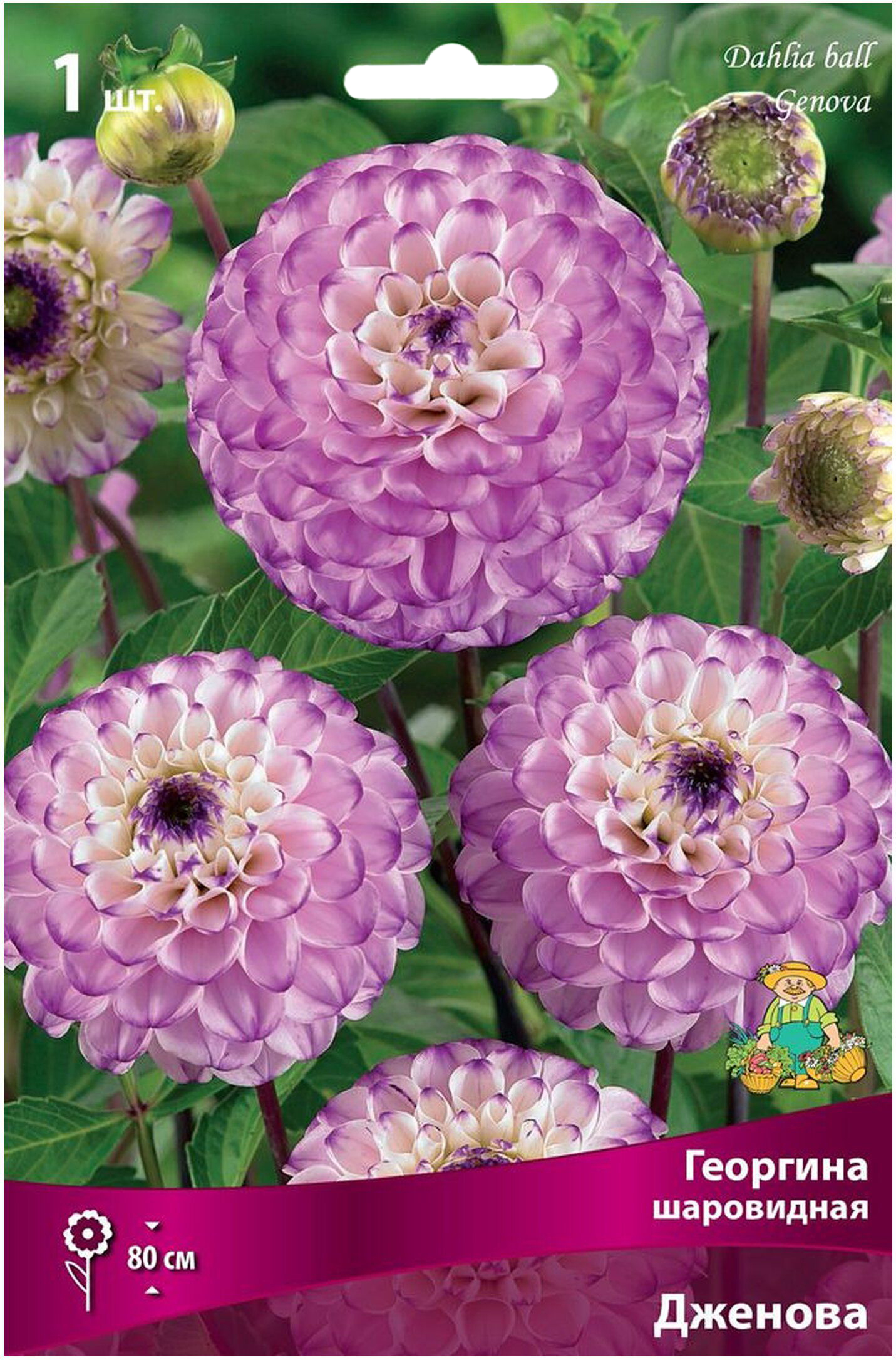 Изображение товара Луковицы георгины шаровидной Дженова 1 шт - яркий садовый цветок