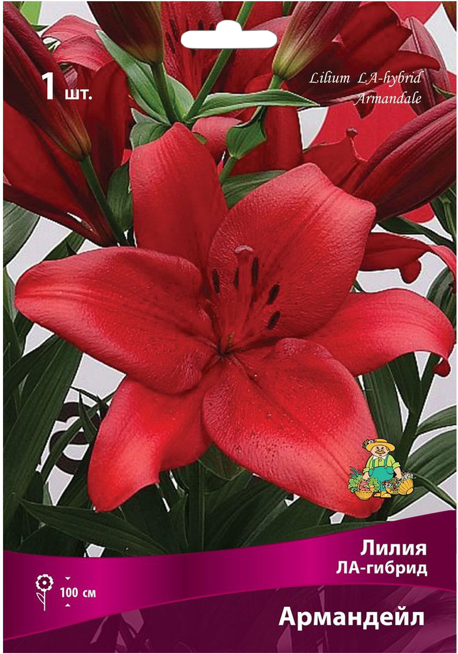 Изображение товара Луковица Лилии ЛА-гибрид ПОИСК Армандейл 15 см диаметр зимостойкая