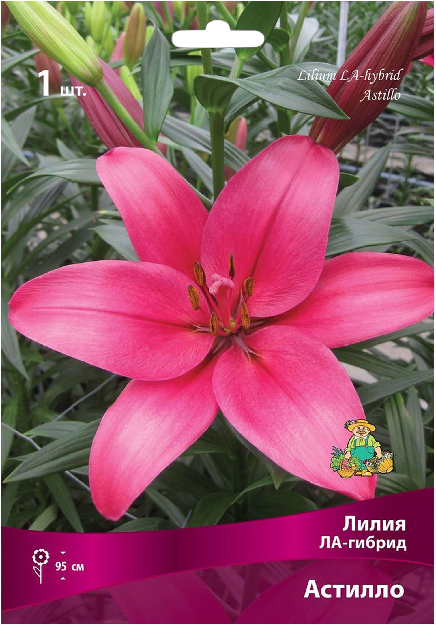 Изображение товара Луковица Лилии ЛА-гибрид ПОИСК Астилло 15 см цветок зимостойкая