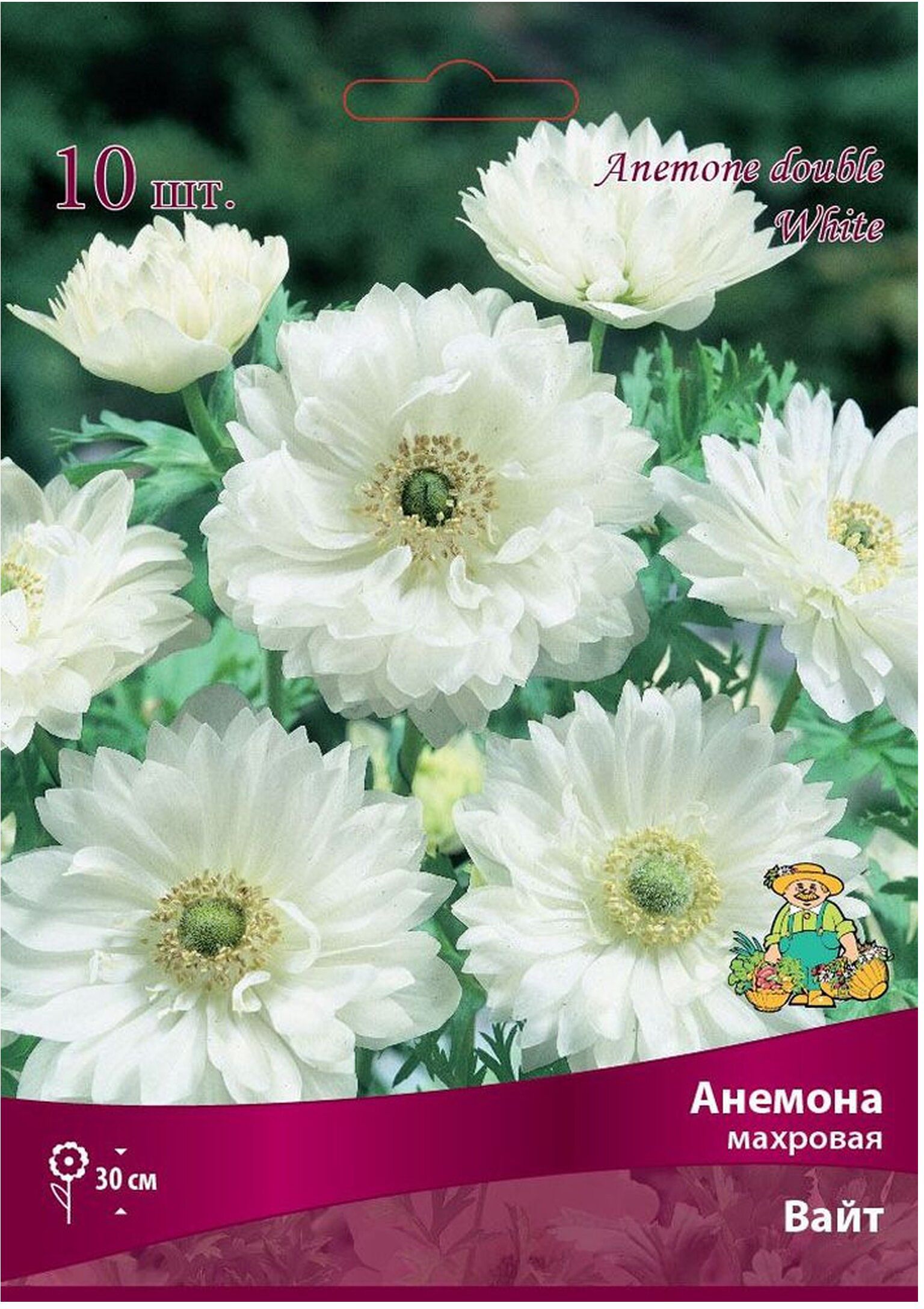 Изображение товара Луковицы анемоны ПОИСК Вайт 10 шт
