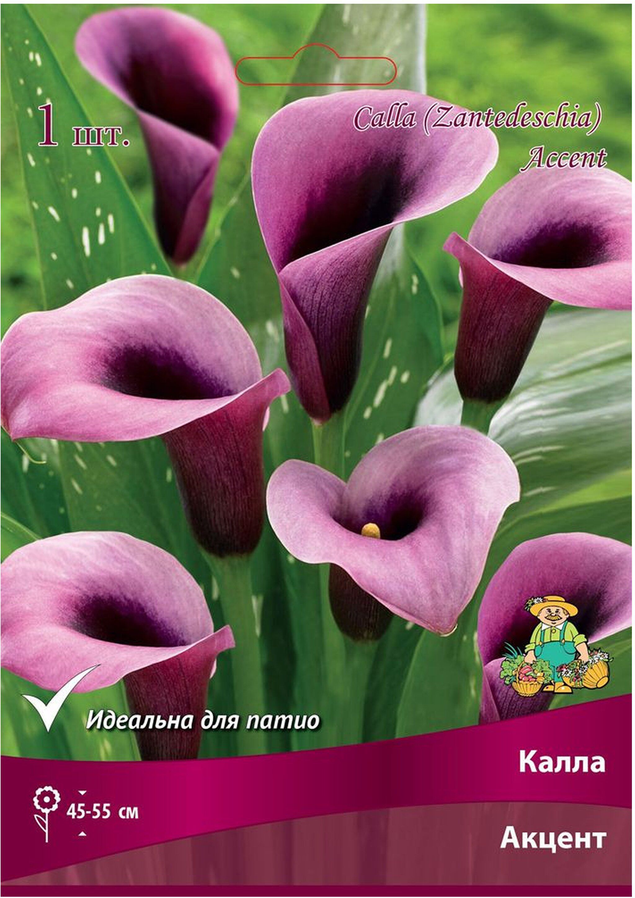 Изображение товара Луковица каллы ПОИСК Акцент для выращивания в саду и доме 55 см