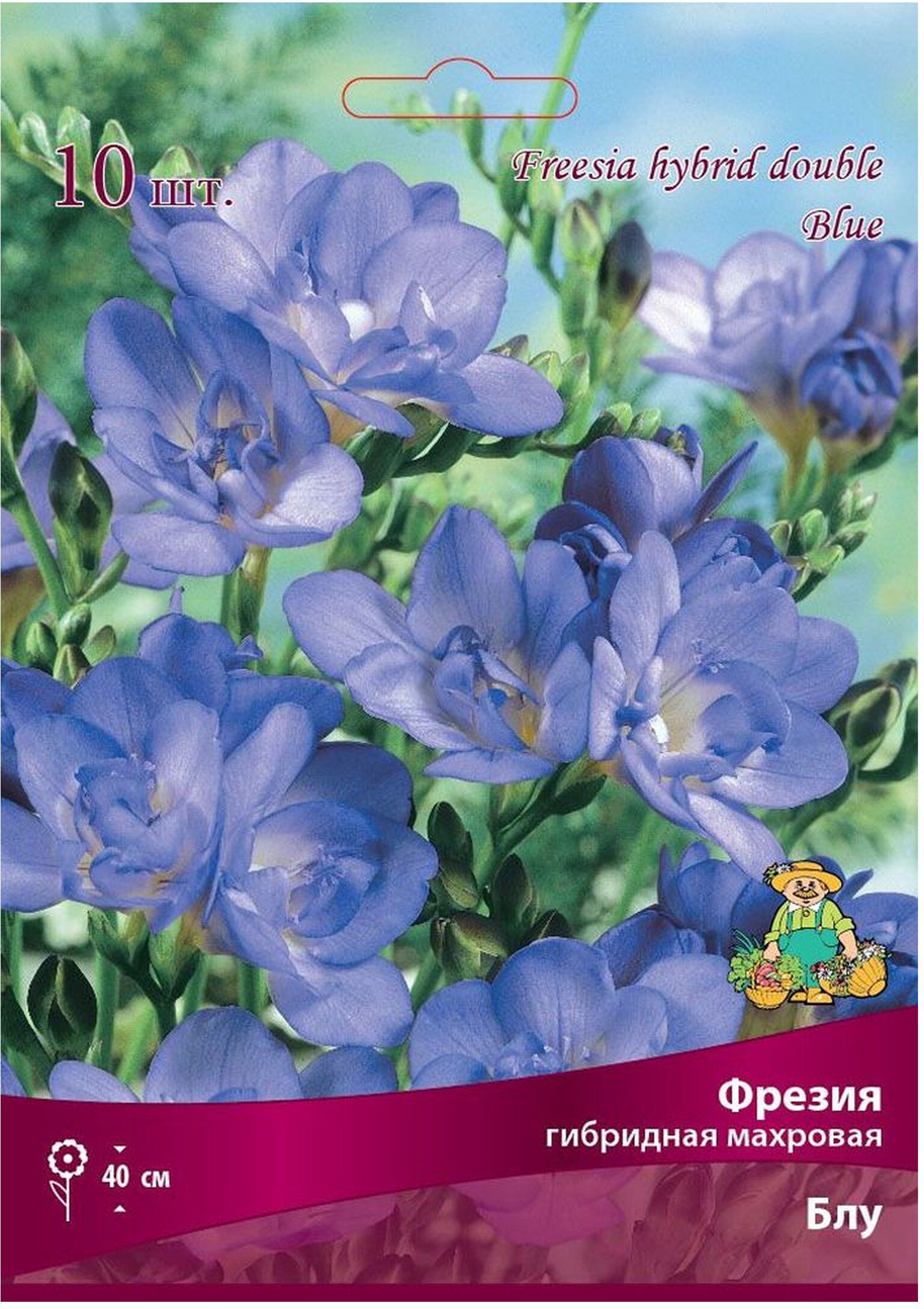 Изображение товара Луковицы фрезии ПОИСК Блу 10 шт