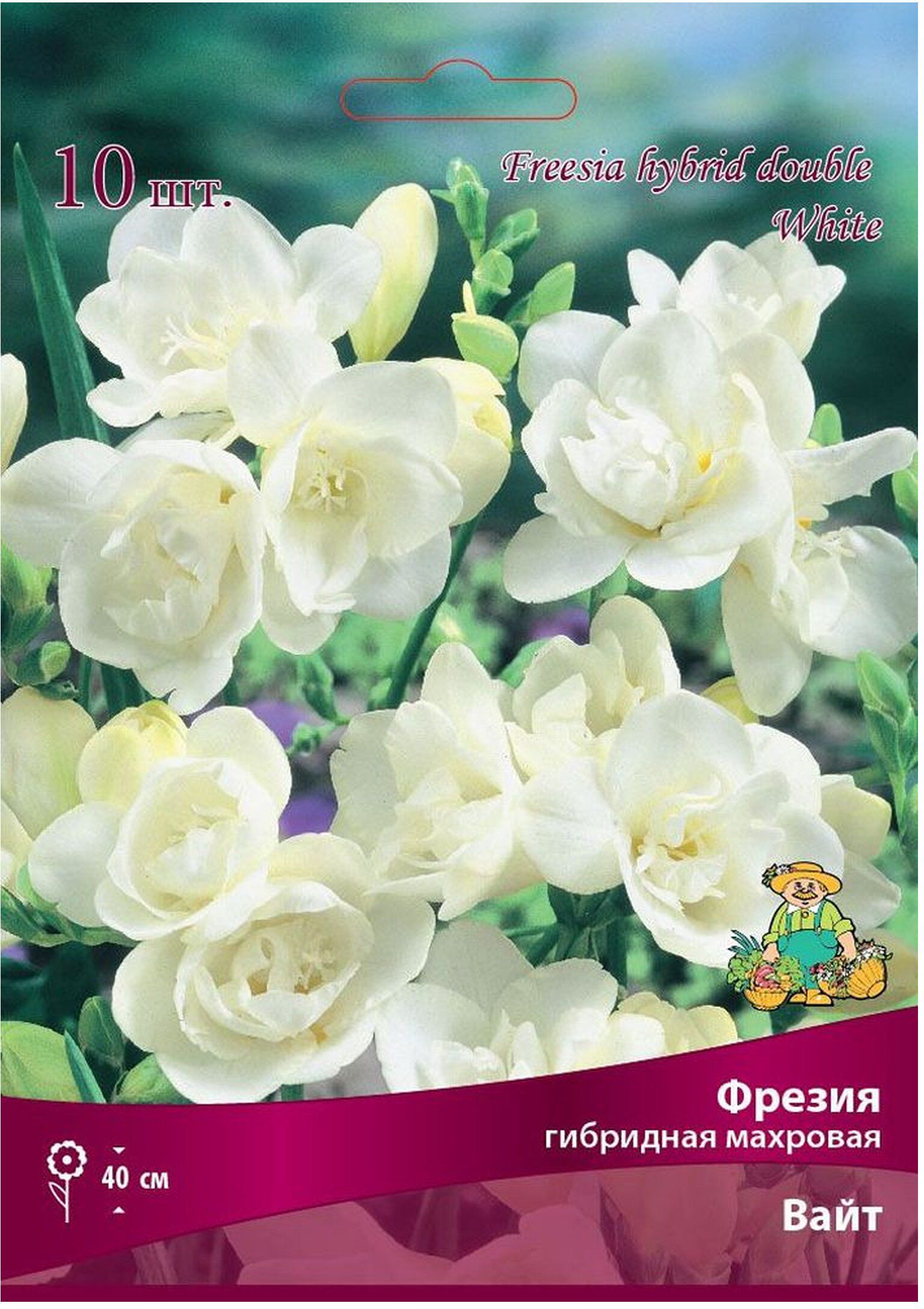 Изображение товара Луковицы фрезии ПОИСК Вайт 10 шт для сада и выгонки