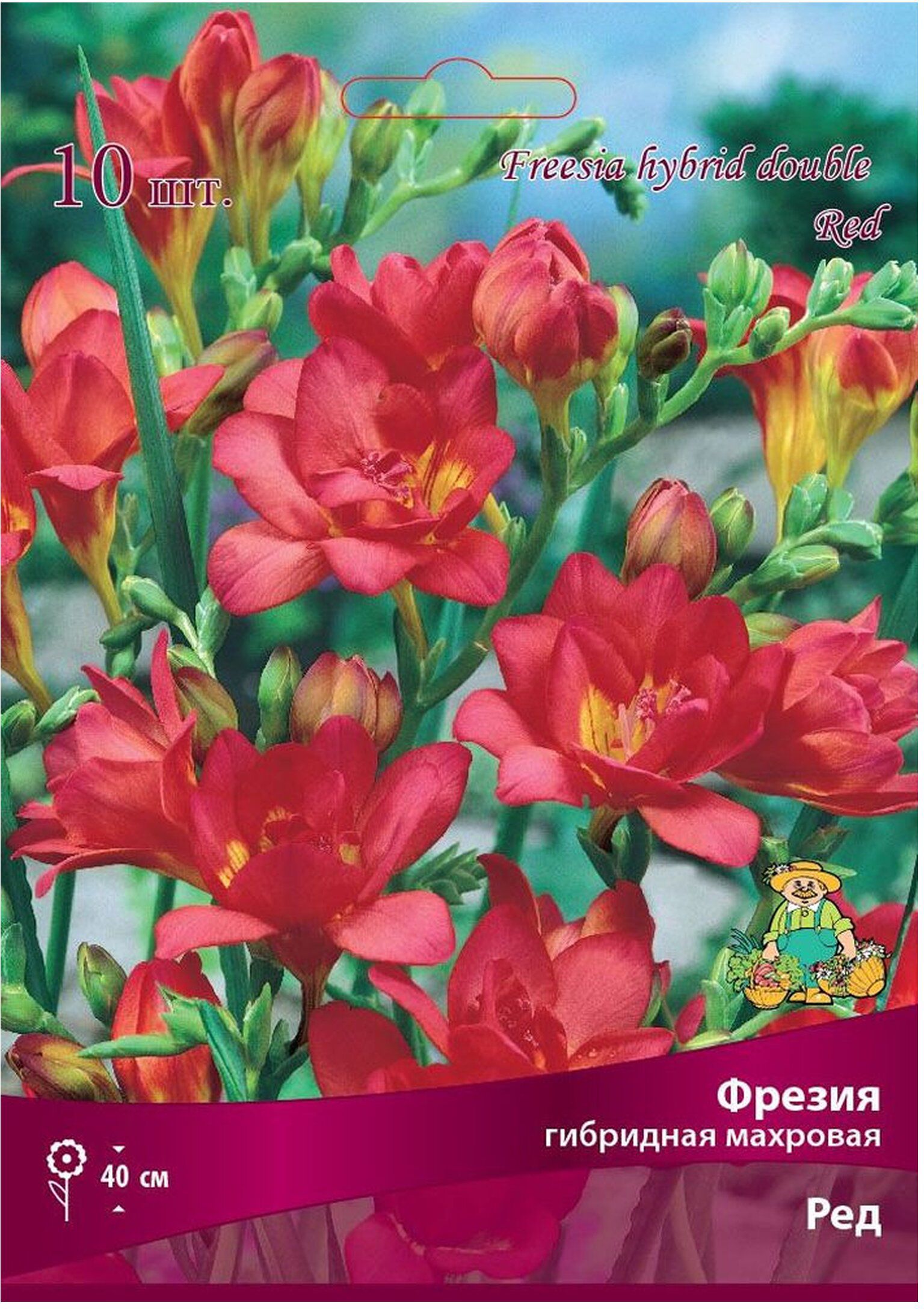 Изображение товара Луковицы Фрезии ПОИСК Ред 10 шт