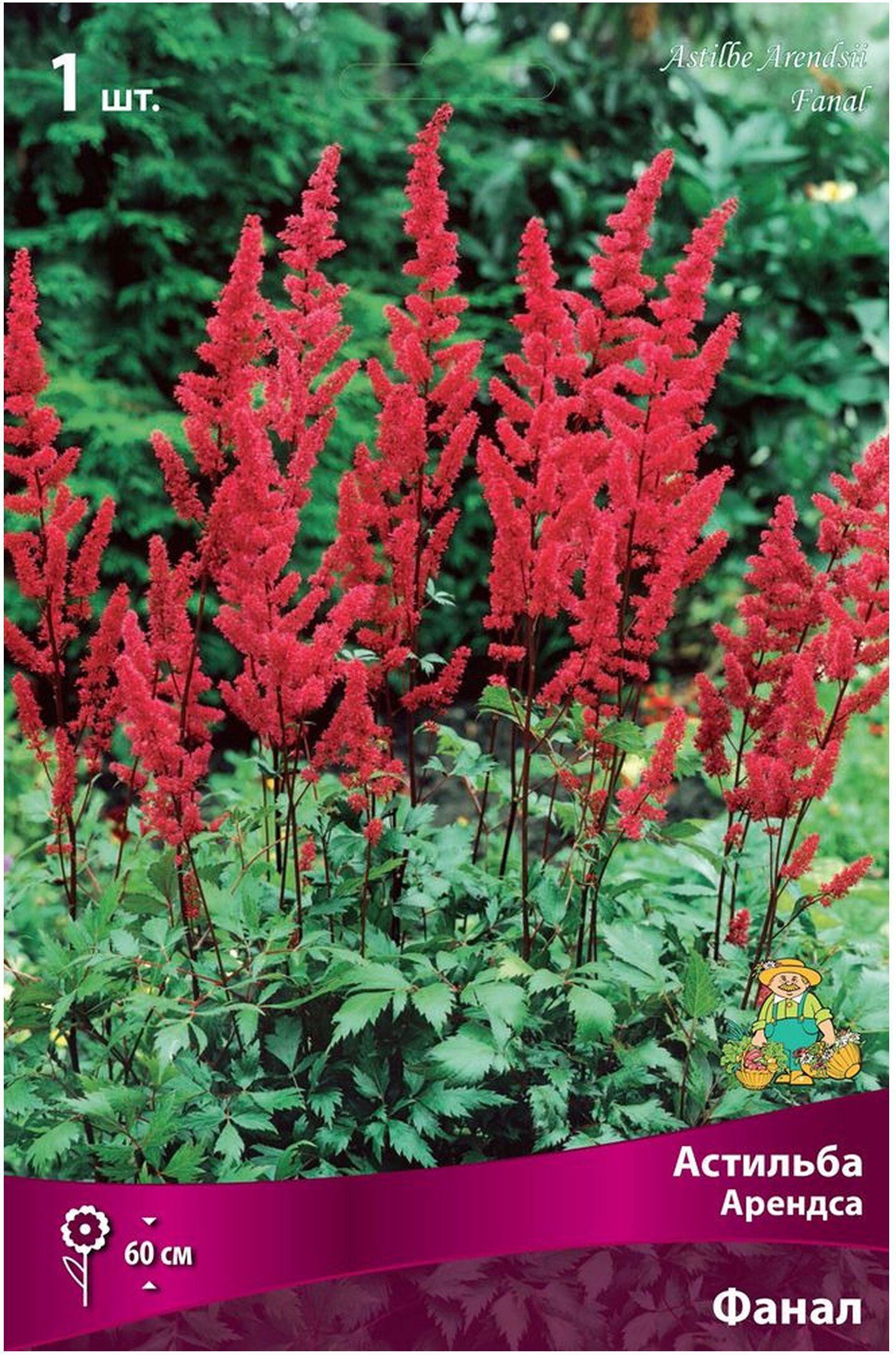 Изображение товара Луковица Астильбы ПОИСК Арендса Фанал 60 см красные цветы