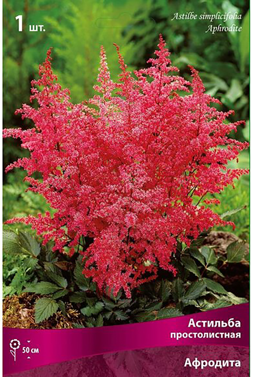 Изображение товара Луковица Астильбы ПОИСК Афродита