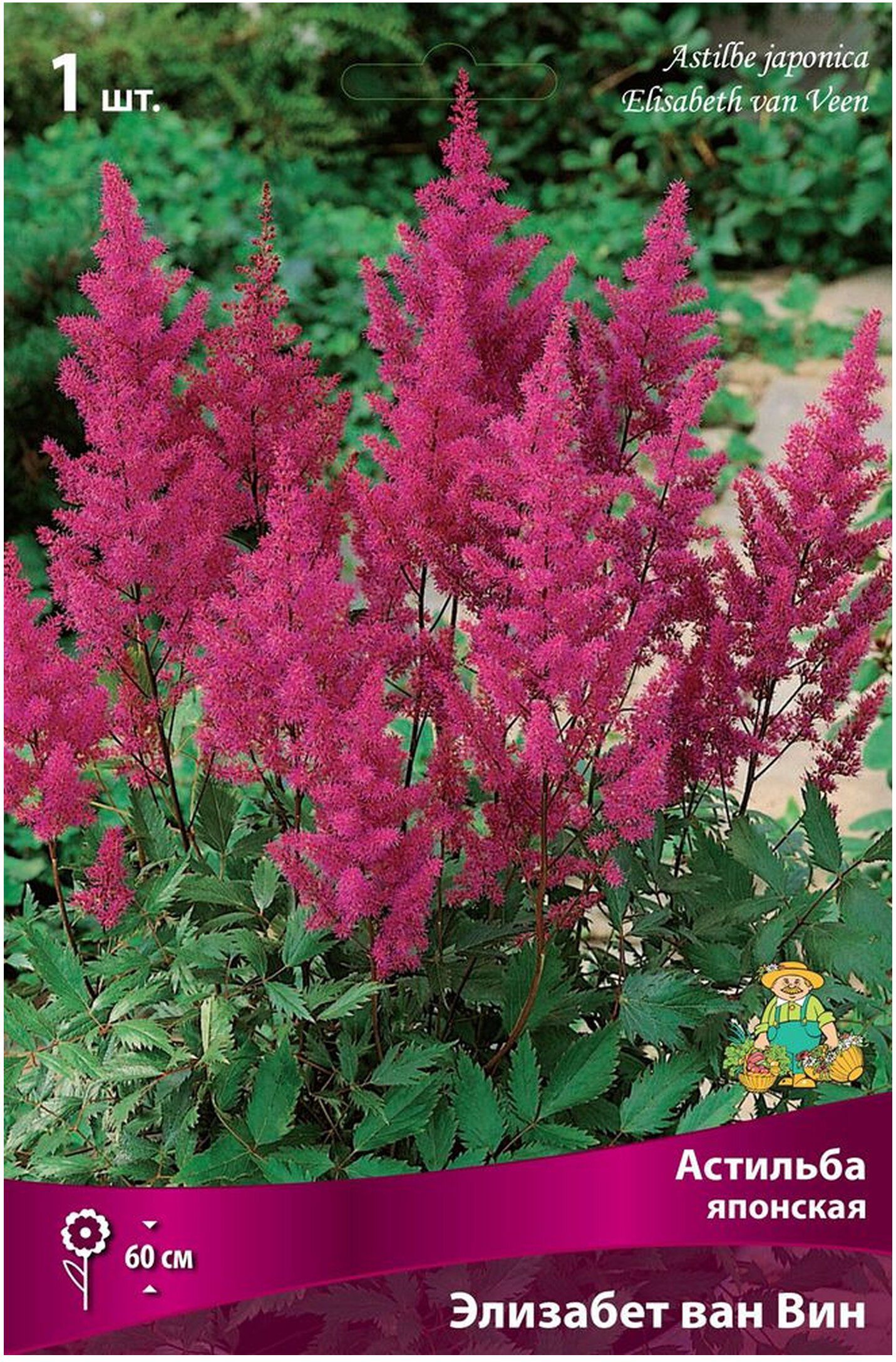 Изображение товара Луковица астильбы Элизабет ван Вин 60 см цвет красный многолетнее сада растения