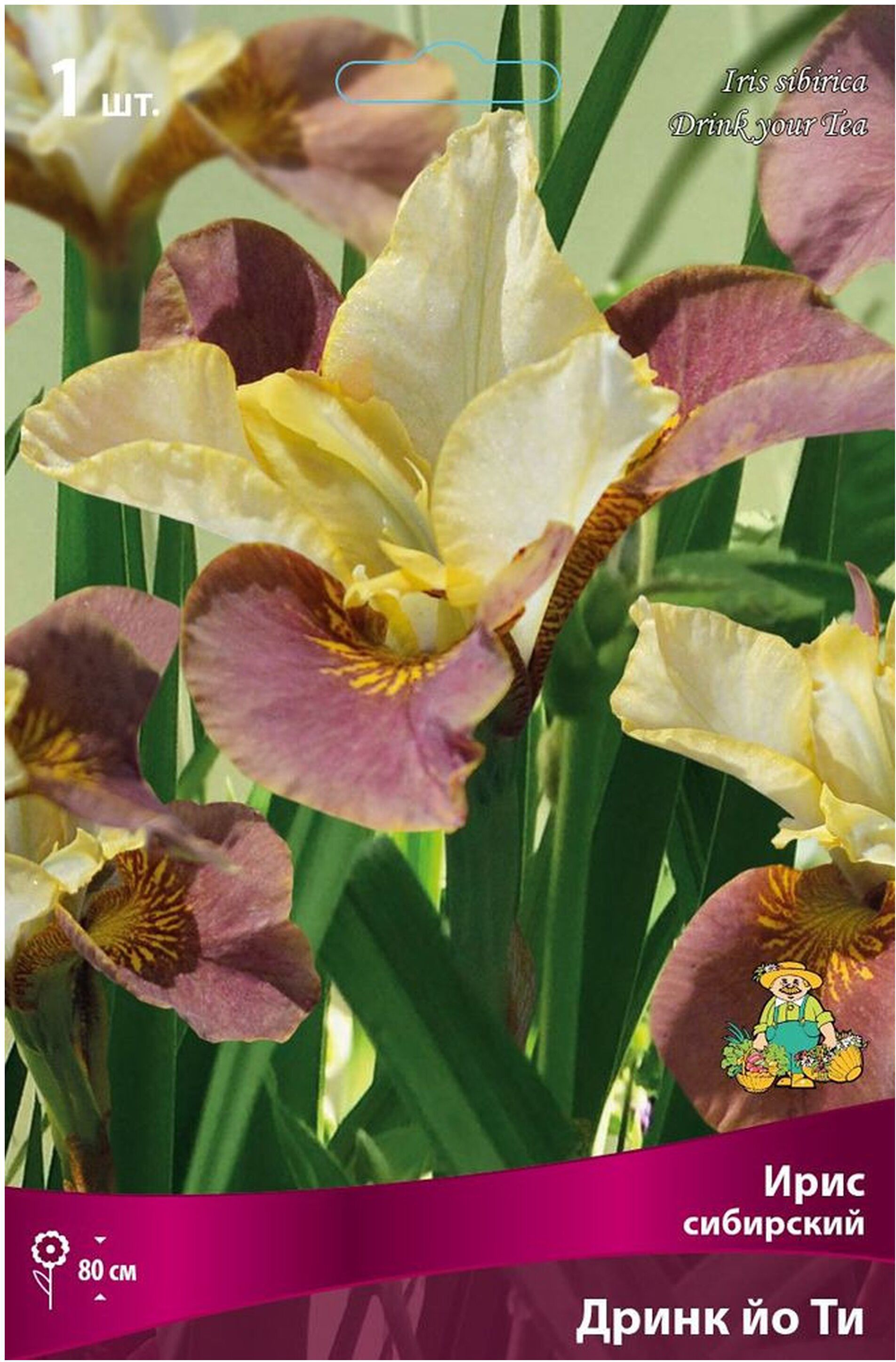 Изображение товара Луковица Ириса ПОИСК Дринк йо Ти коричнево-бронзовая с золотистым кантом