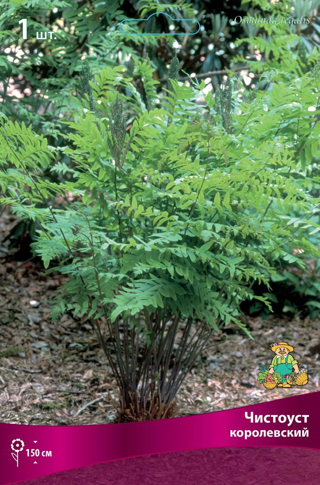 Изображение товара Семена Чистоуст многолетний королевский 1 шт