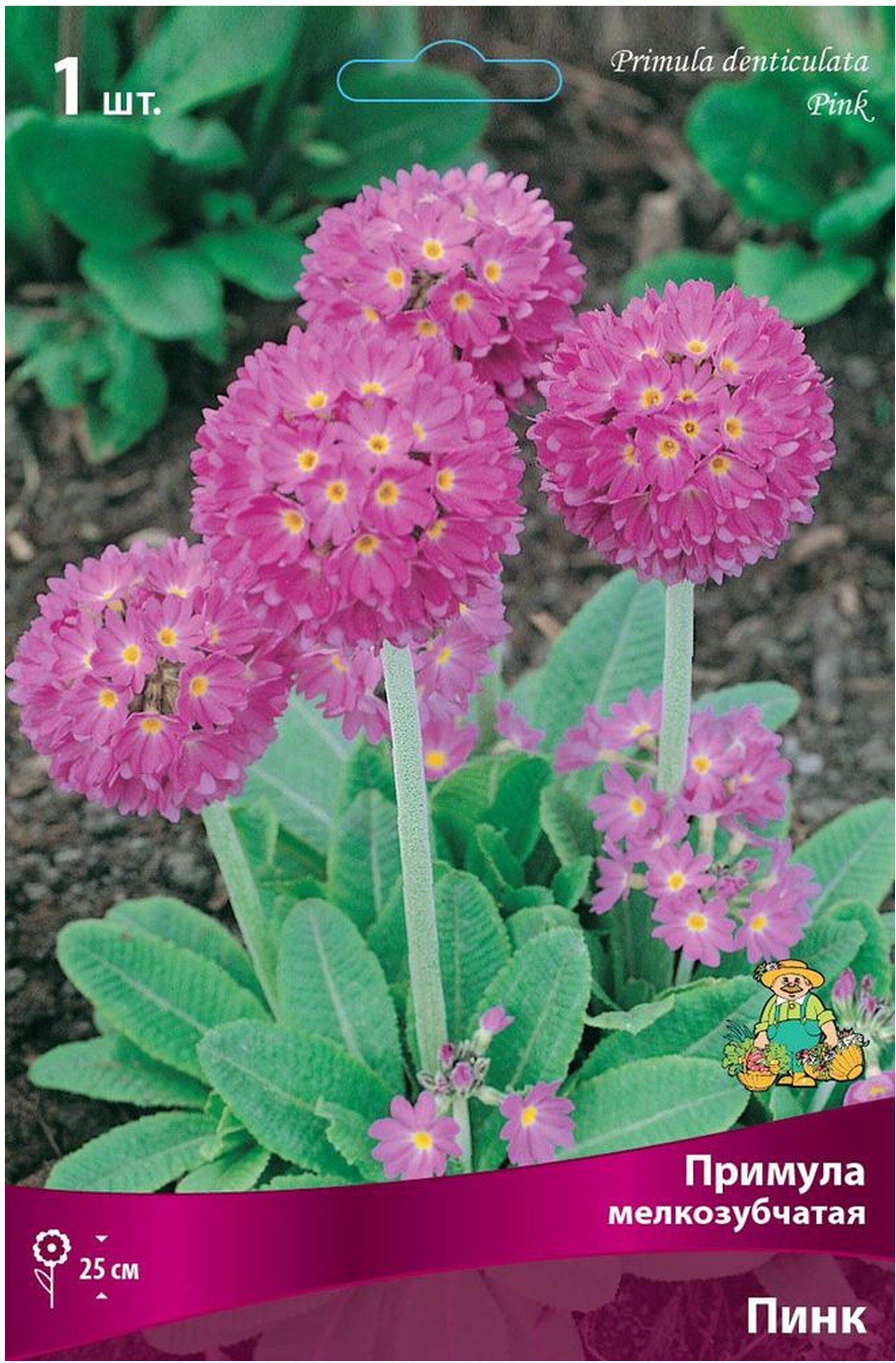 Изображение товара Луковица Примулы ПОИСК Пинк