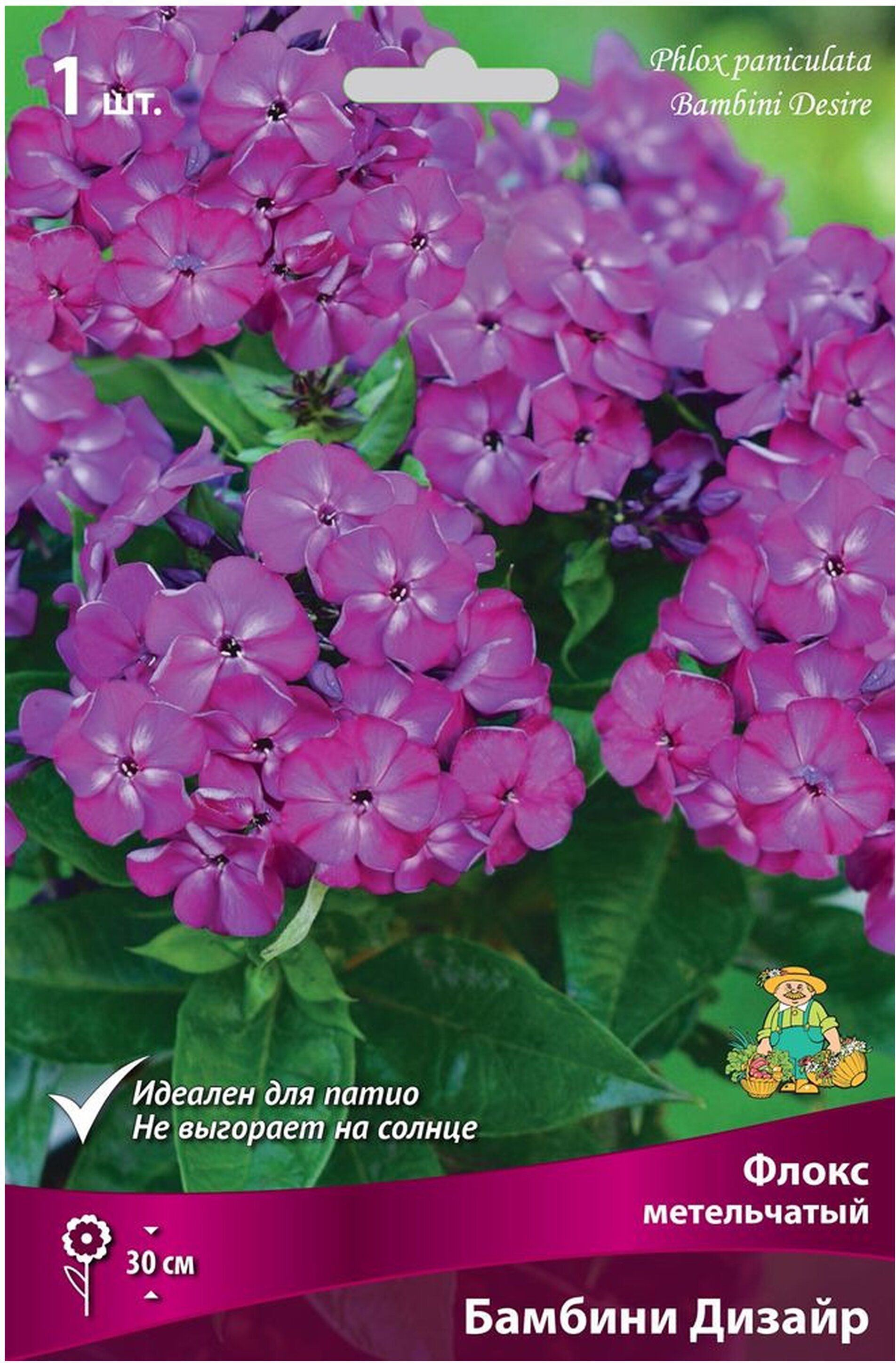 Флокс Бамбини Дизайр фото и описание