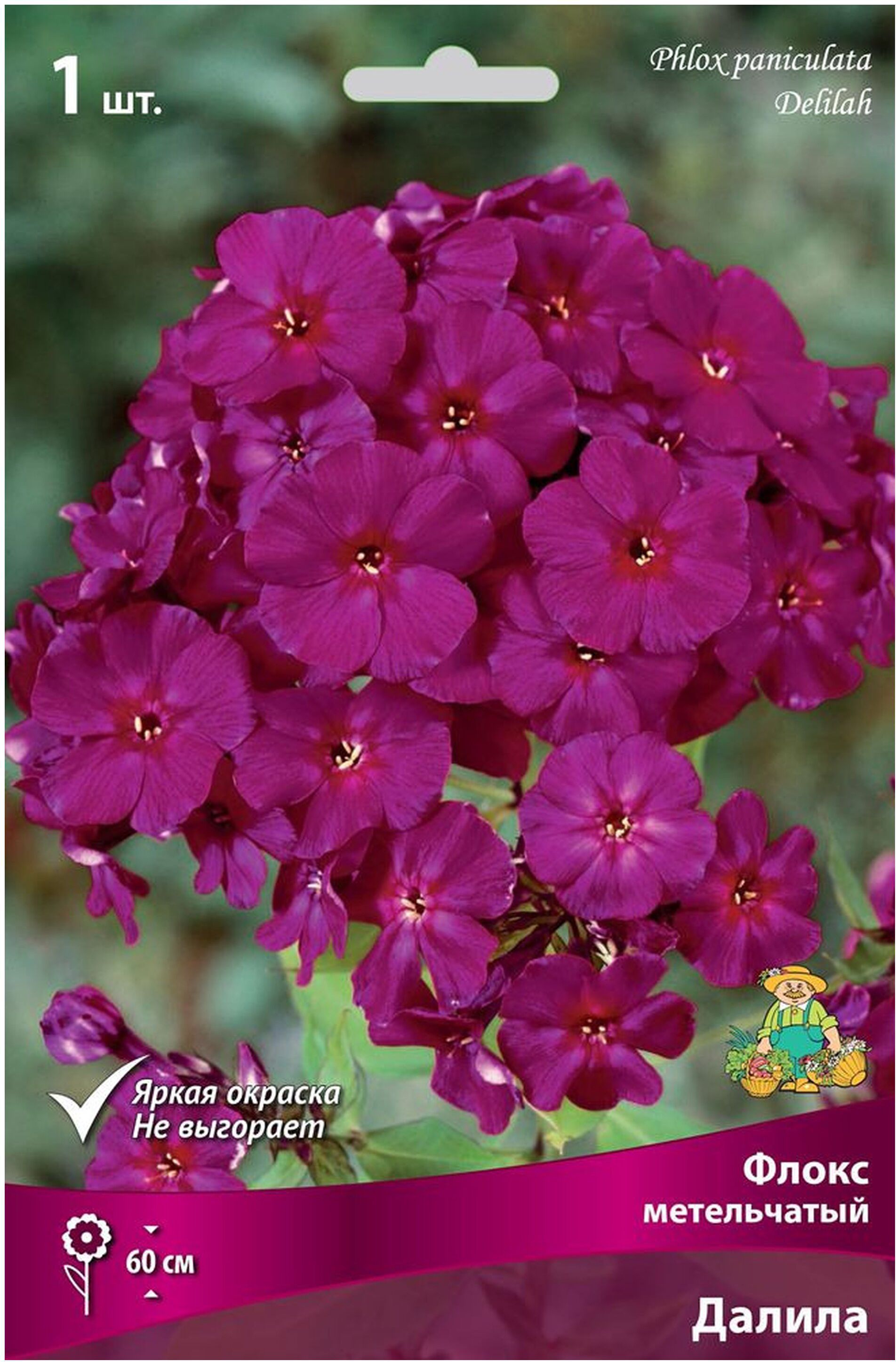 Изображение товара Корневище Флокса ПОИСК Далила