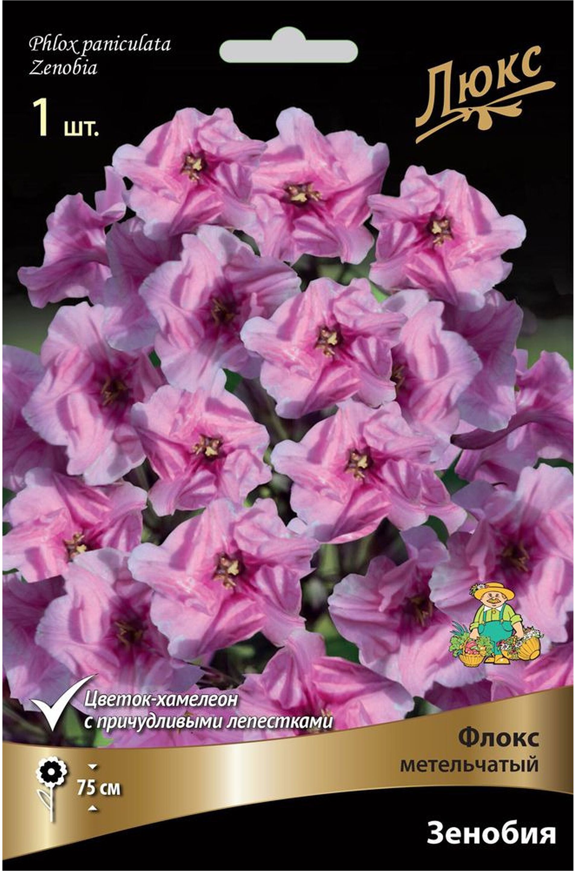 Изображение товара Корневище Флокса ПОИСК Люкс Зенобия